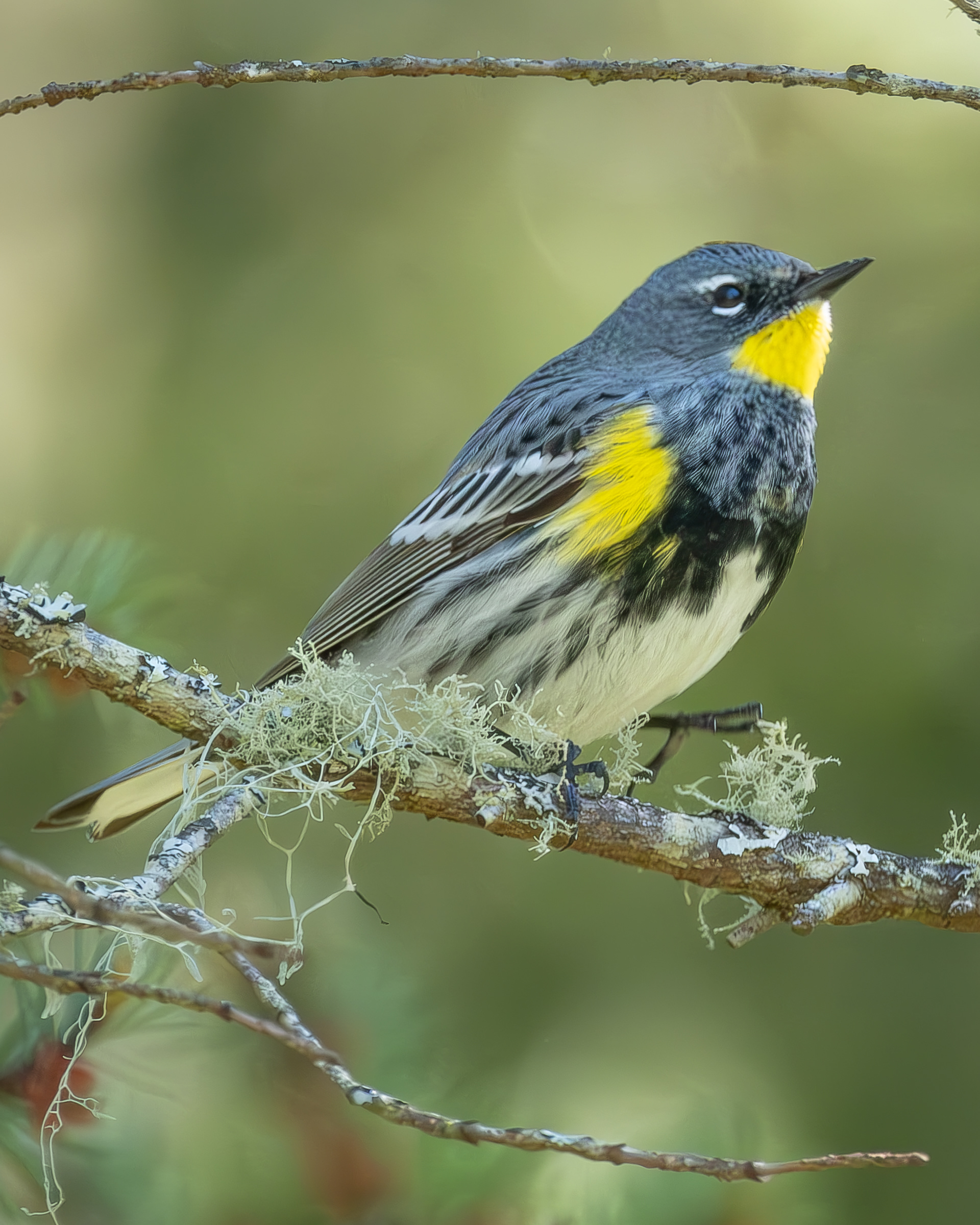 Yellow-rumped Warbler, Richardson