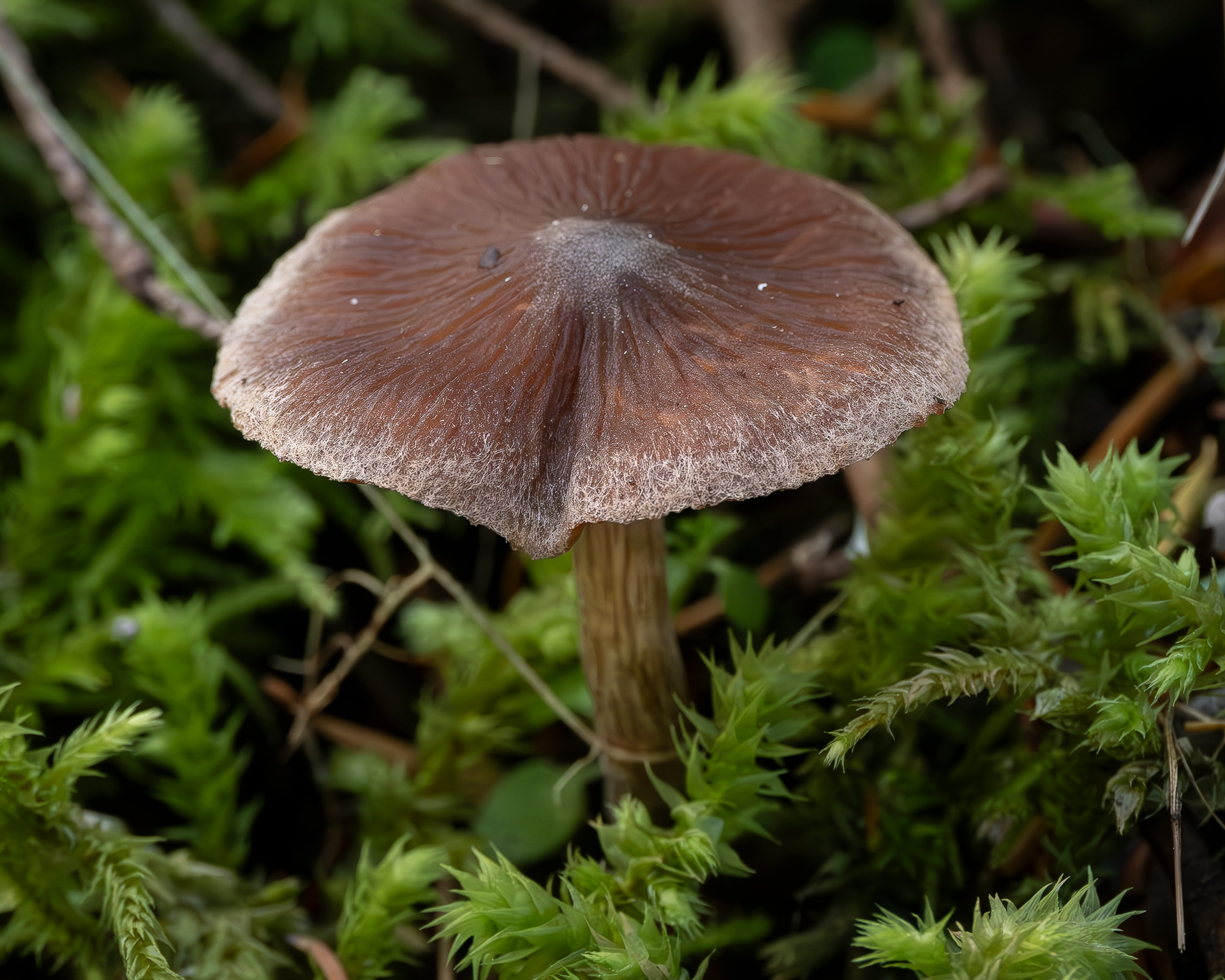 Pelargonium webcap (Cortinarius flaxipes), Lopez Hill