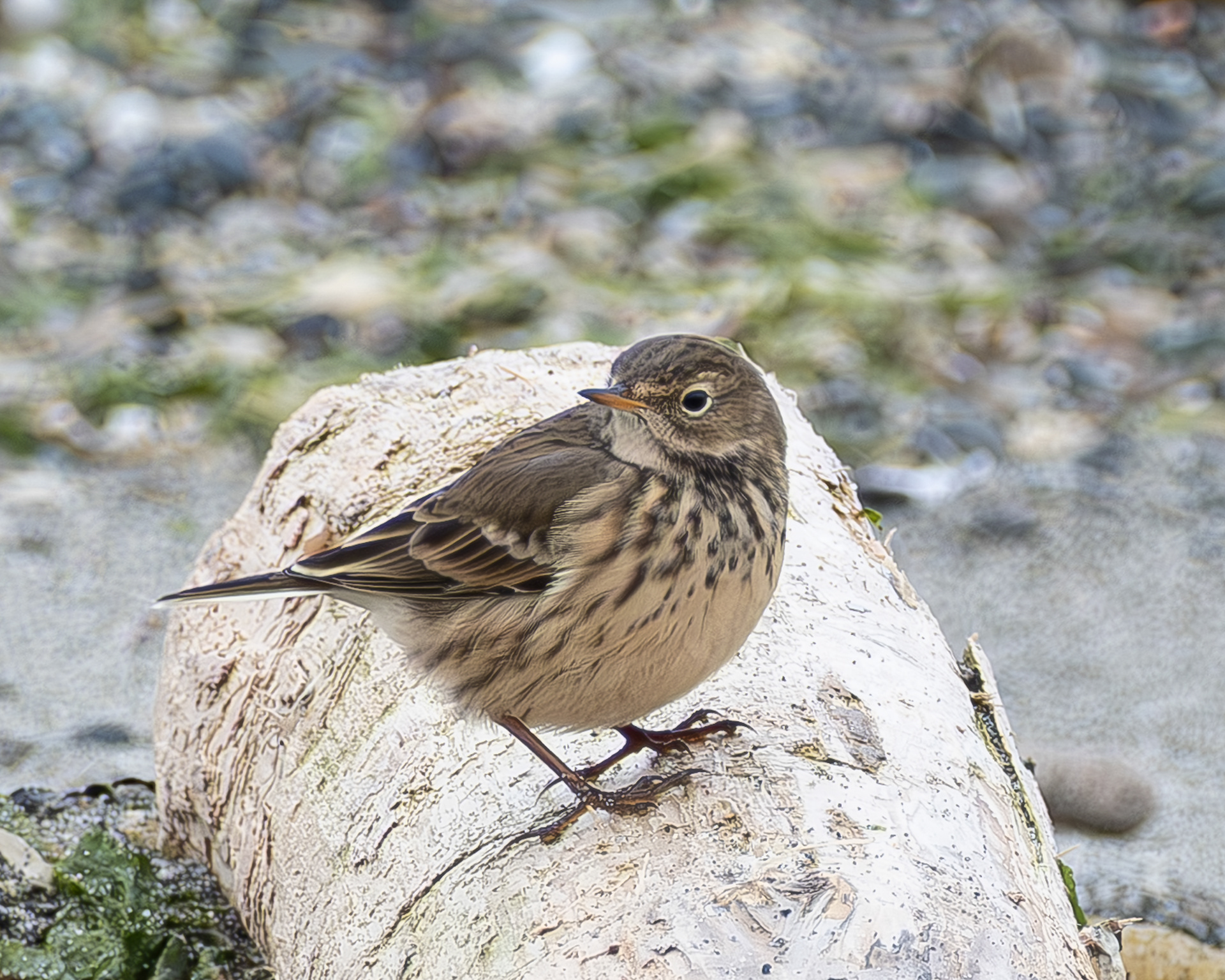 American Pipit, Fisherman Spit