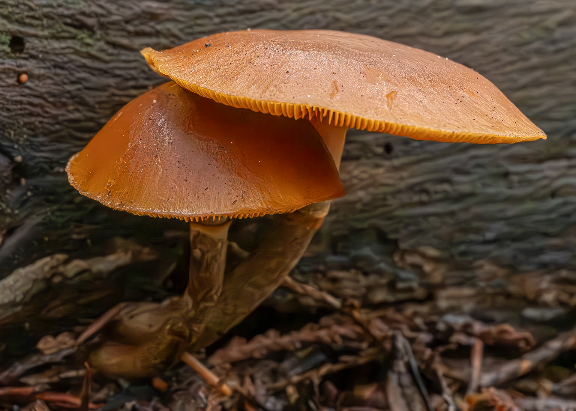 Funeral bell (Galerina marginata), Spencer Spit Preserve