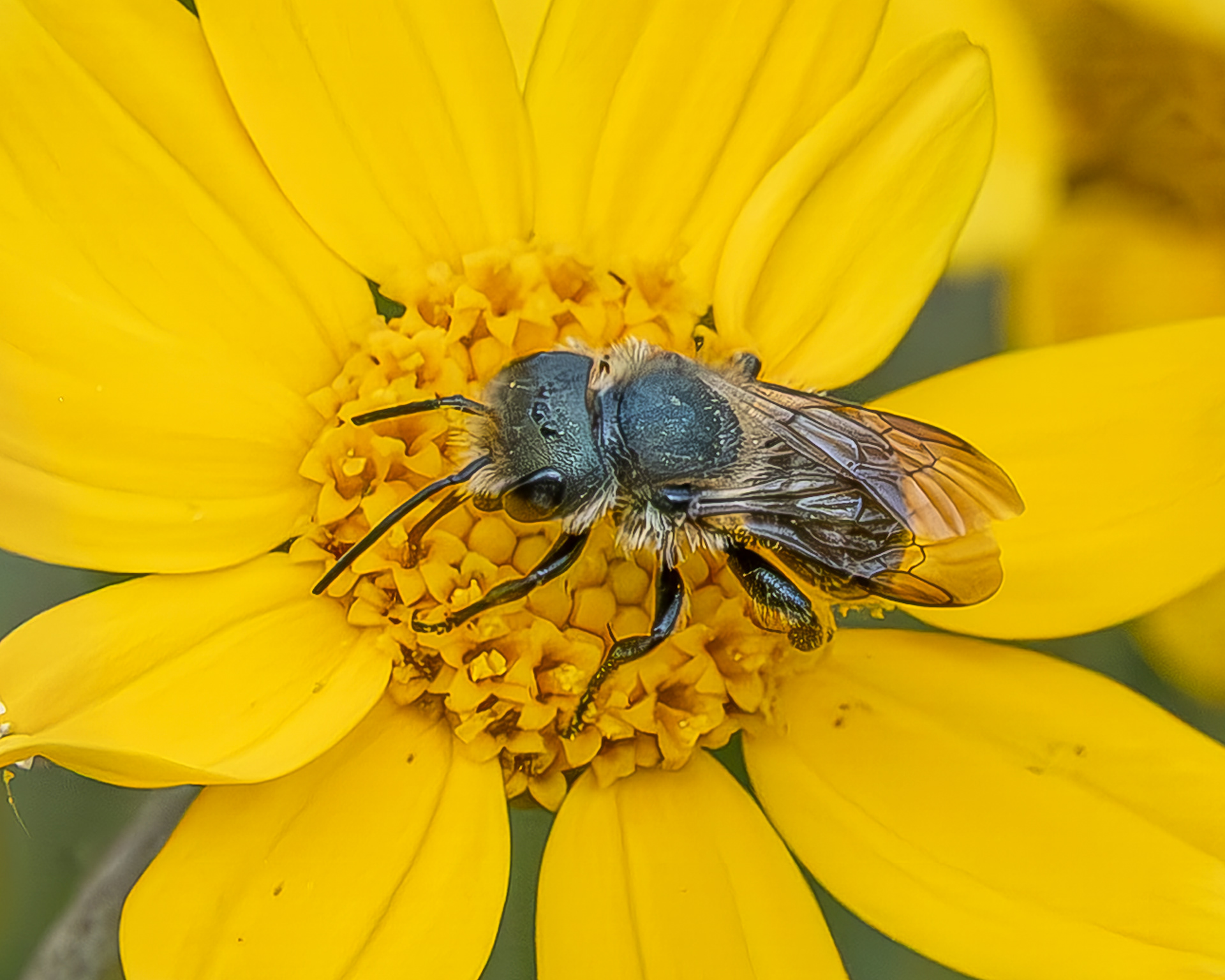 Colorado Mason Bee (Osmia coloradensis), Kjargaard Road