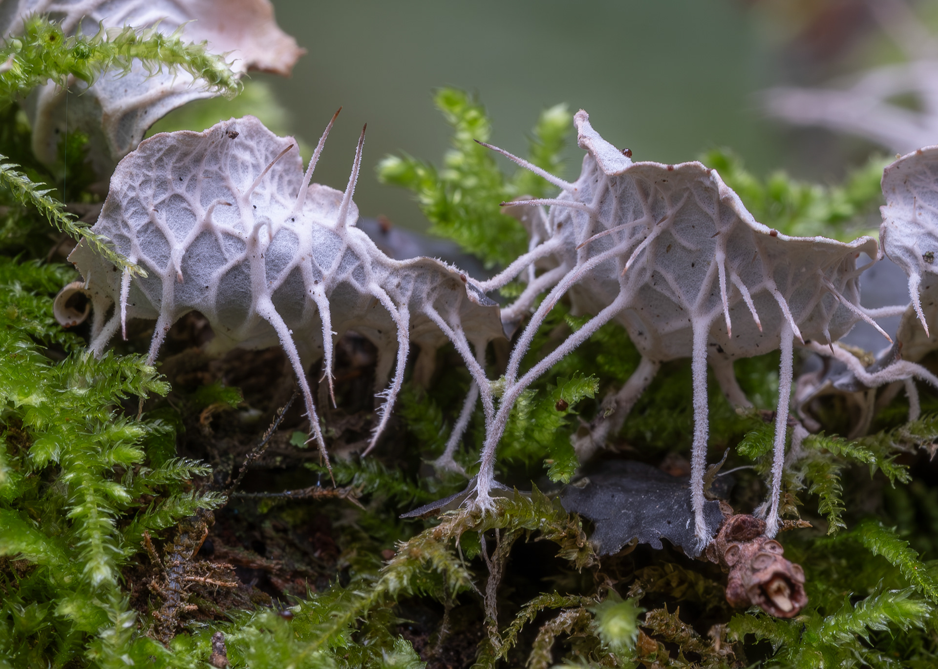 Membraneous Pelt Lichen (Peltigera membranacea), Lopez Hill
