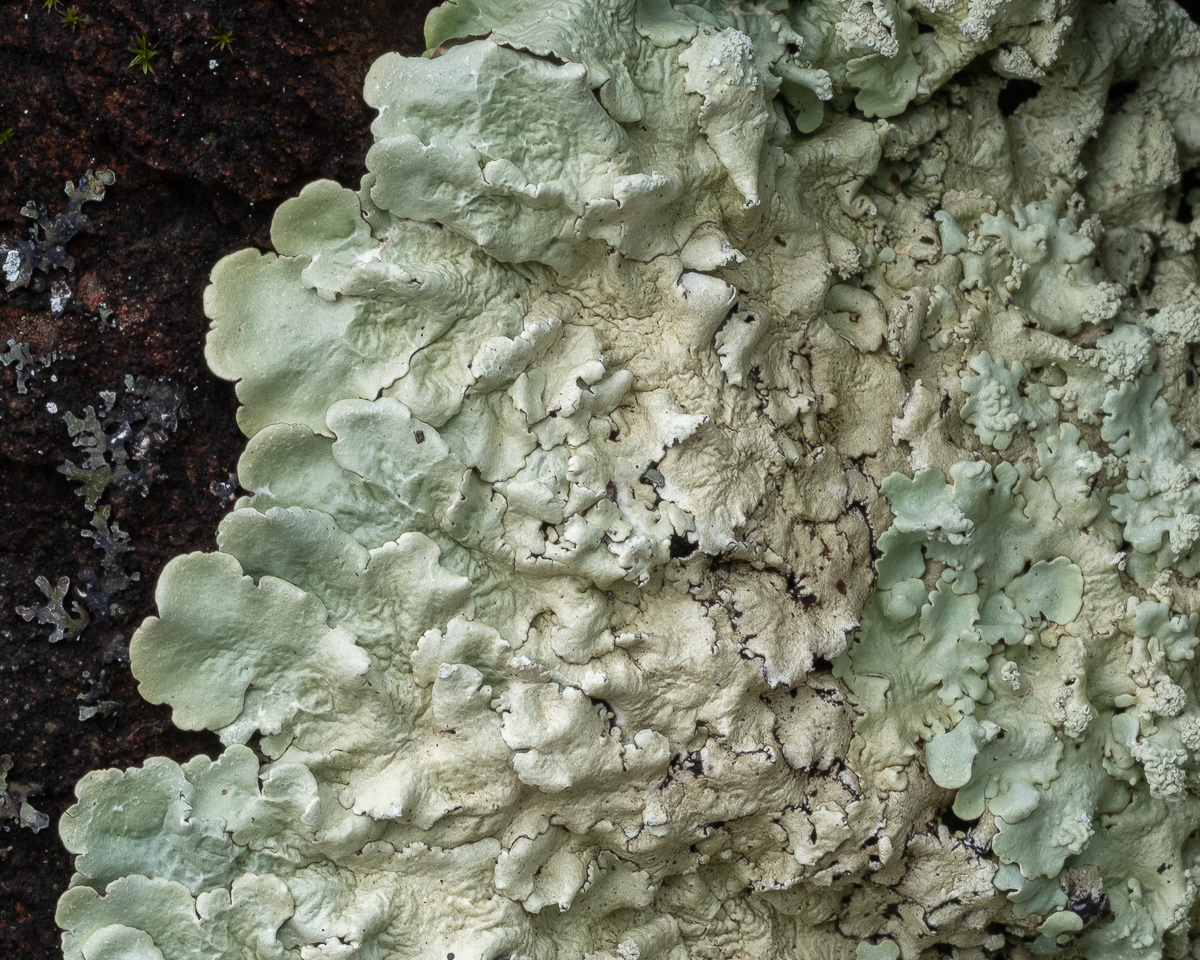 Common Greenshield Lichen (Flavoparmelia caperata), Point Colville