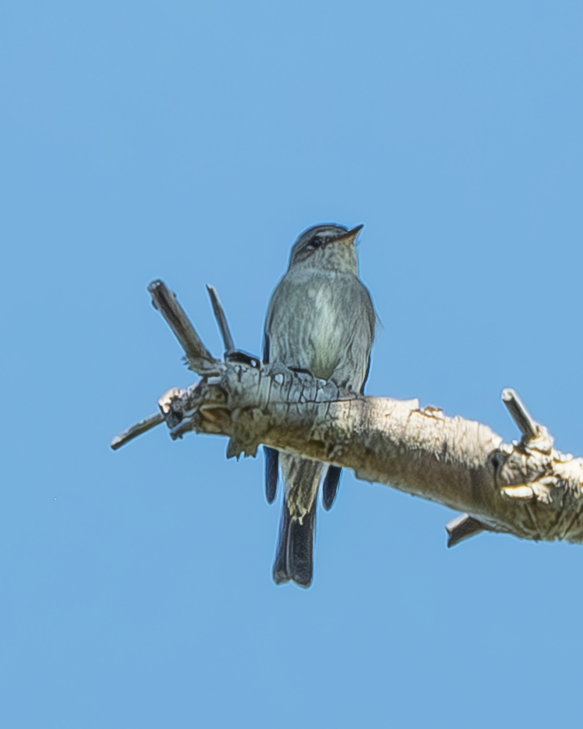 Western Wood-Pewee, Odlin Park