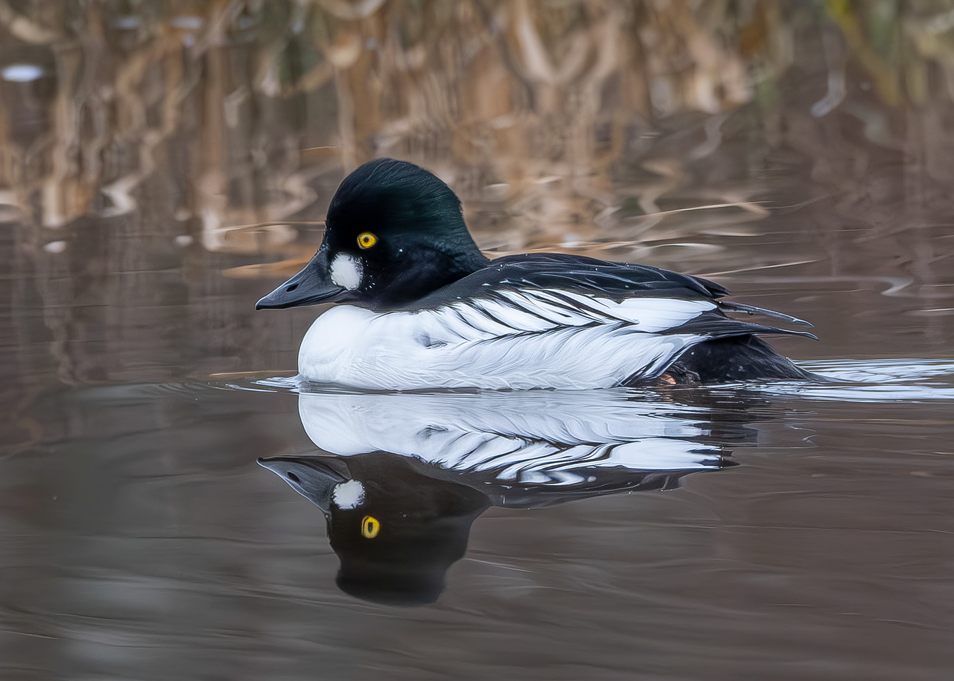 Common Goldeneye, Kjargaard Road