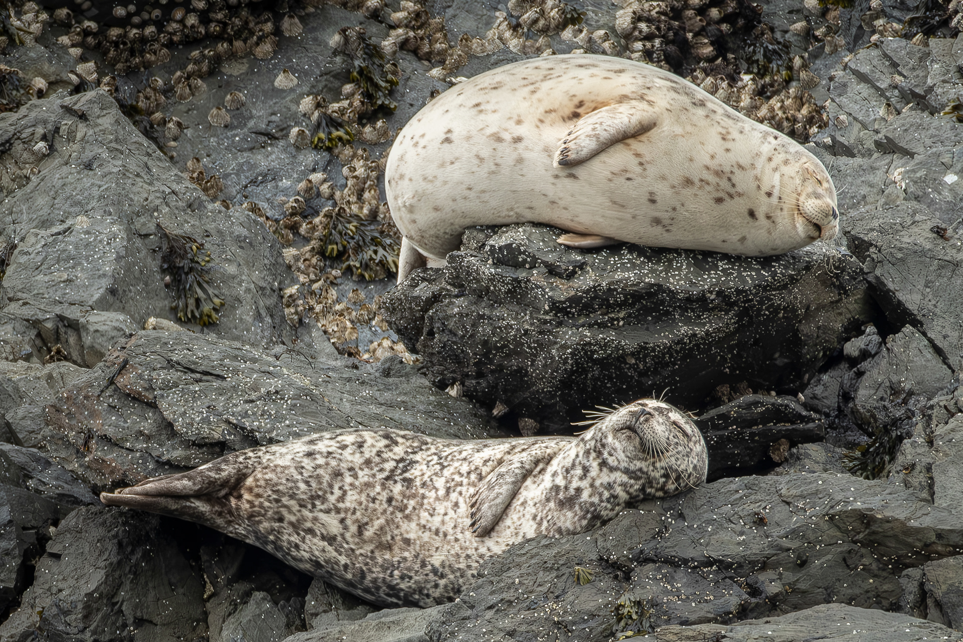 Harbor Seals, Shark Reef