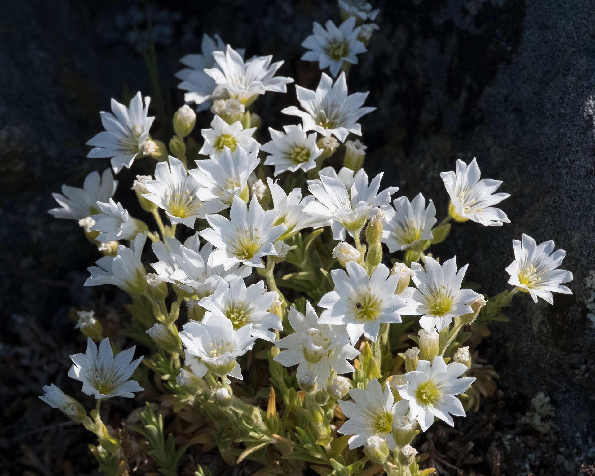 Field Chickweed (Cerastium arvense), Iceberg Point