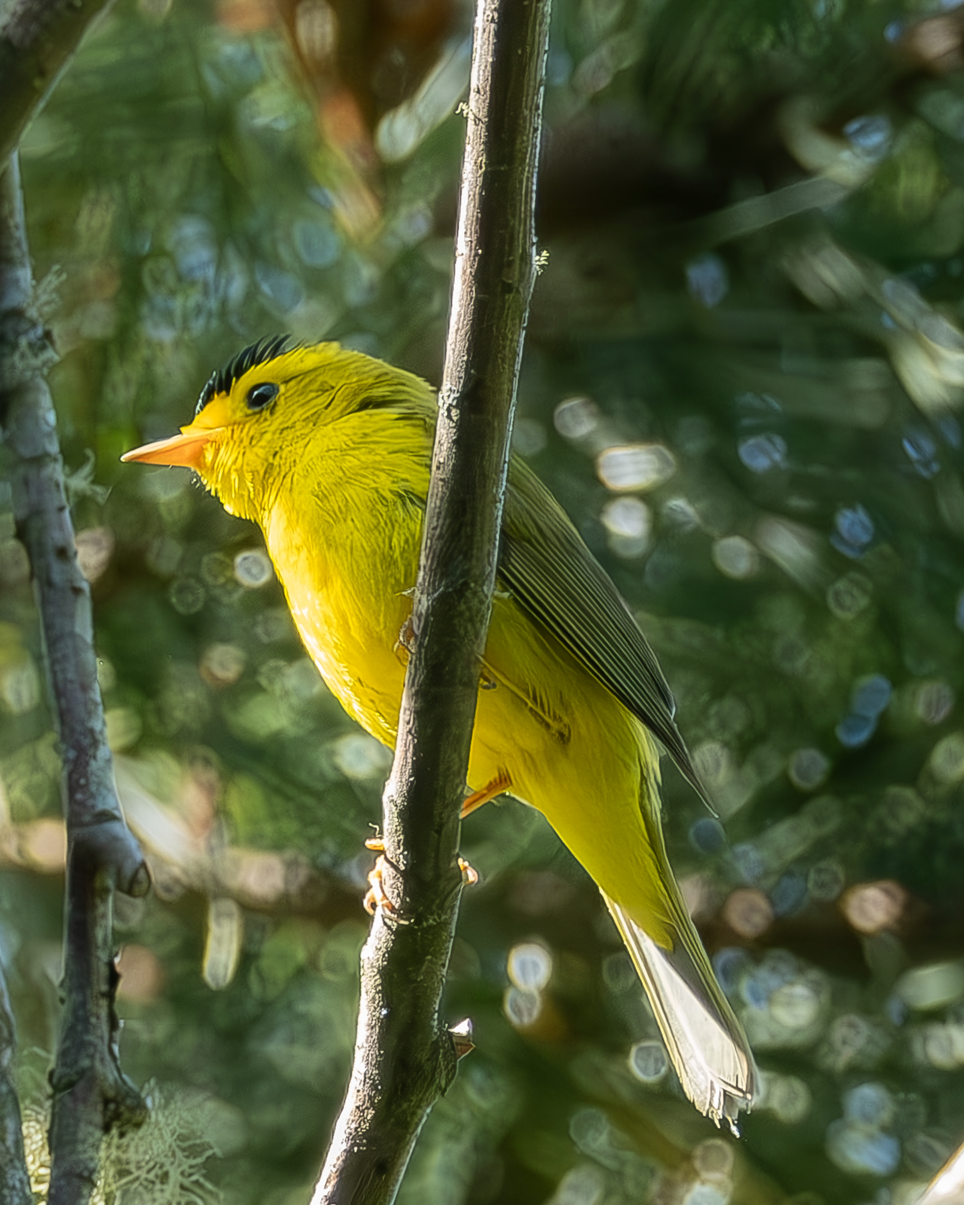 Wilson's Warbler, Hummel Lake Preserve