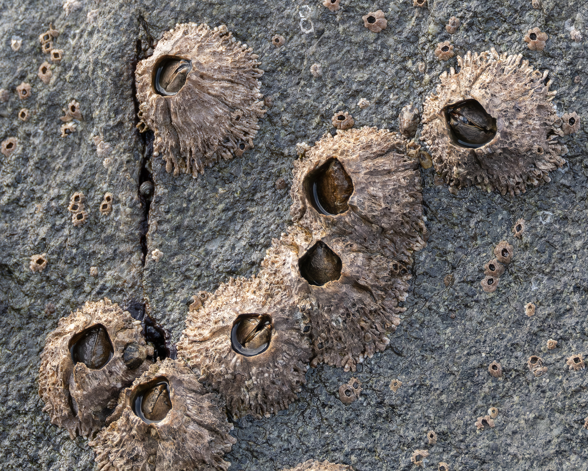Thatched Barnacle, Shark Reef