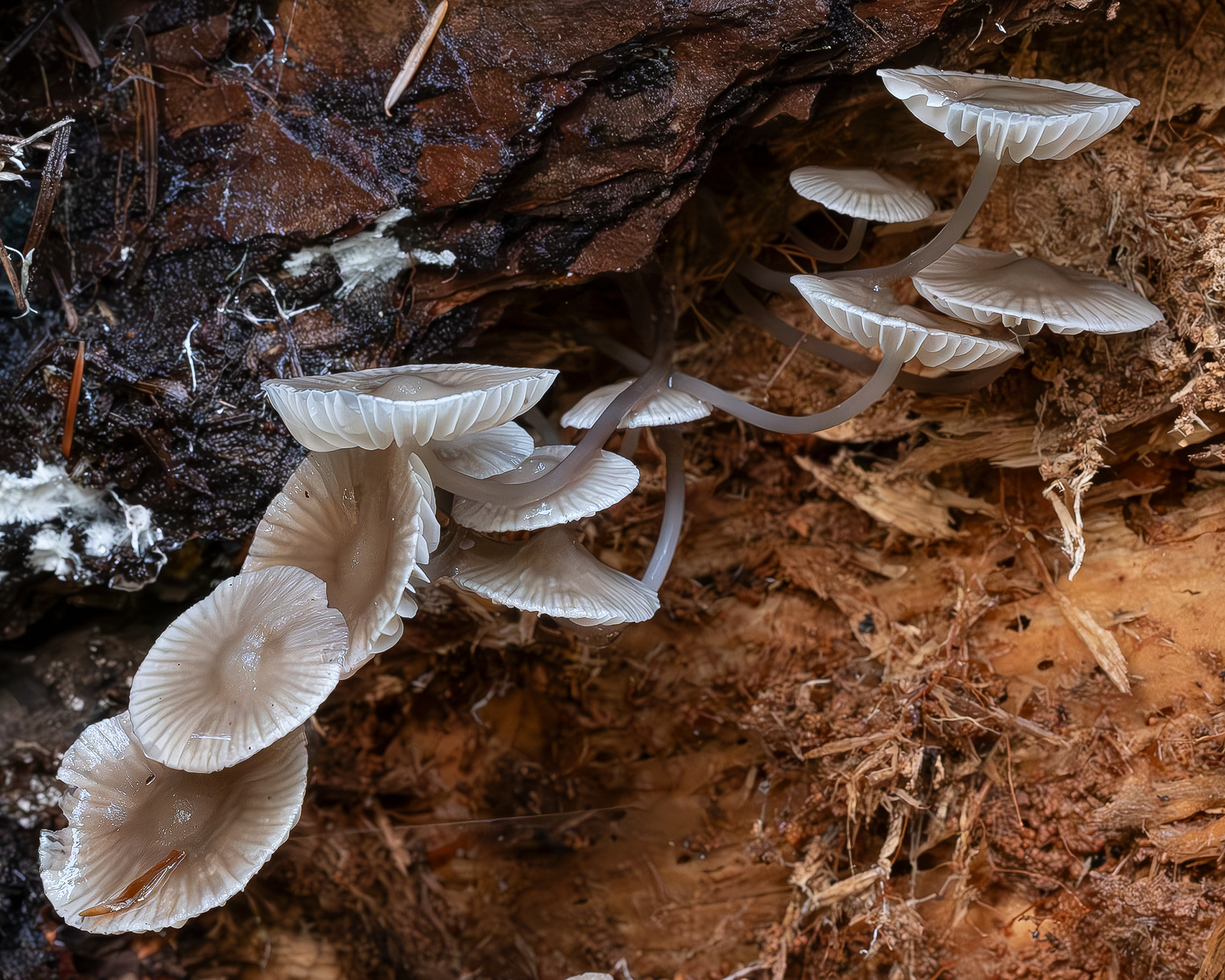 Reddish spotted mycena (Mycena maculata)?, Point Colville