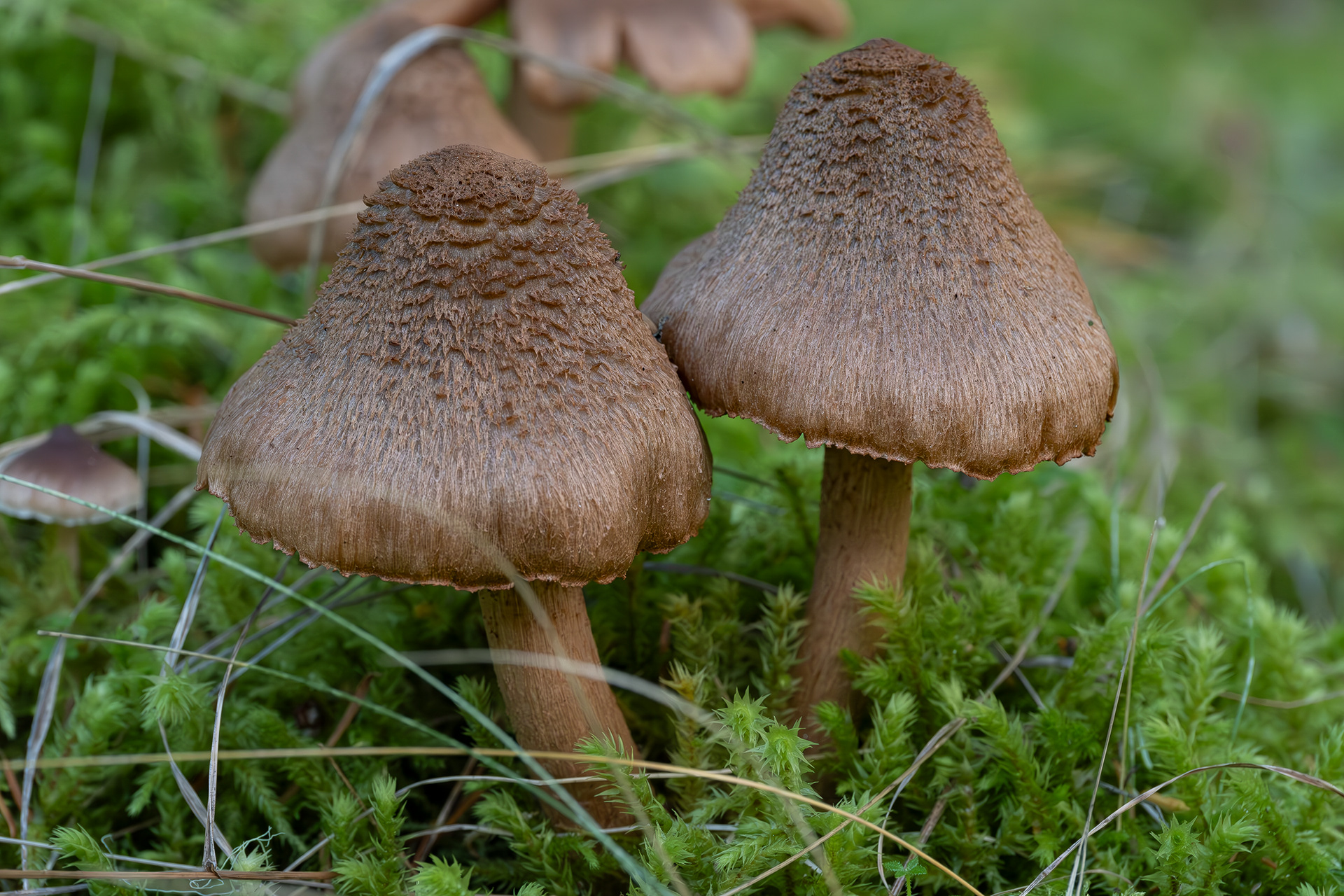 Inocybe leptophylla, Lopez Hill