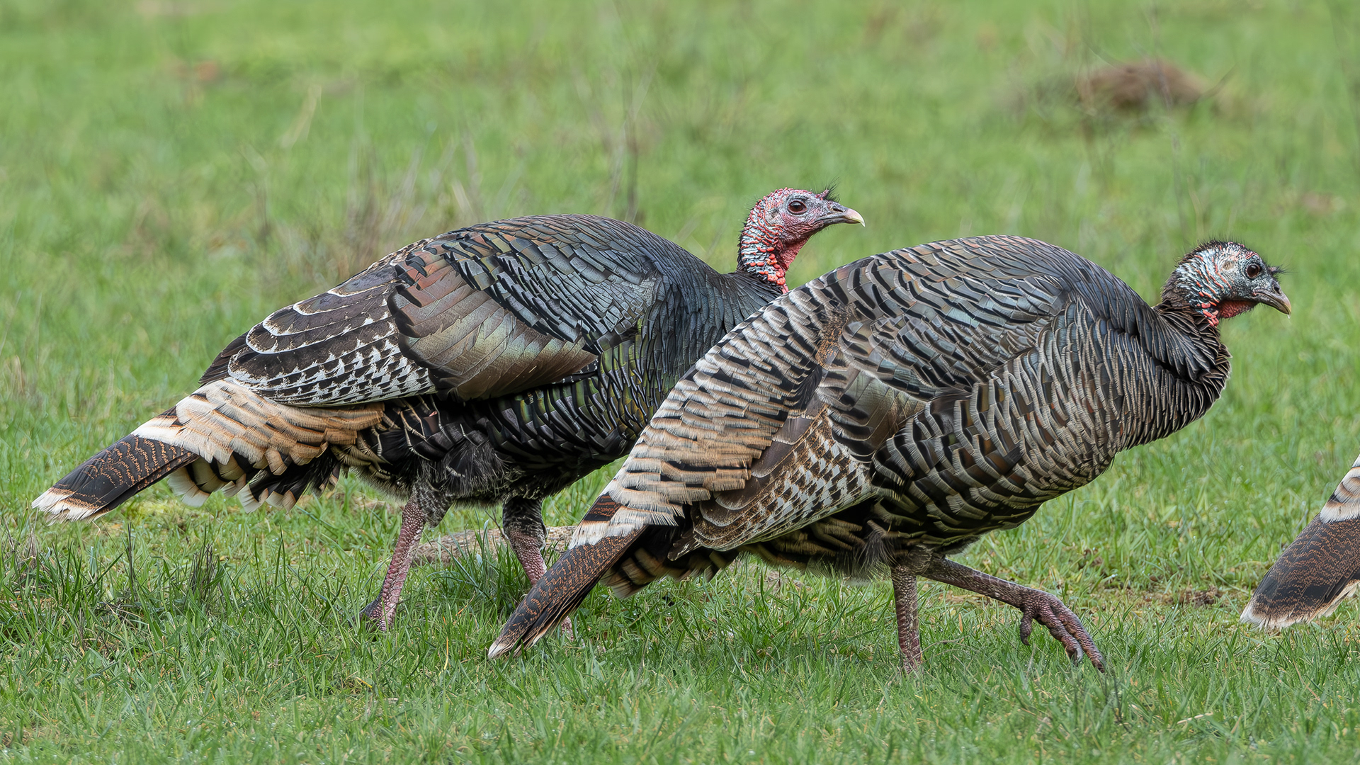Wild Turkeys, Aleck Bay Road