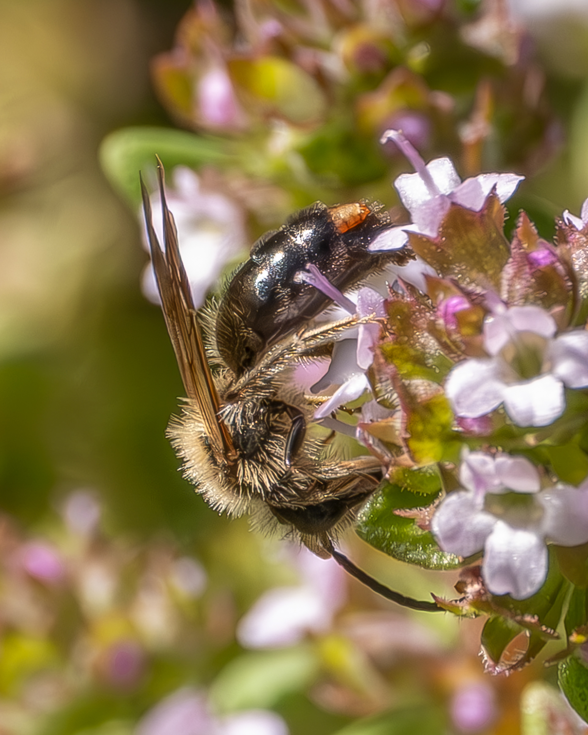 Andrena?, Kjargaard Road