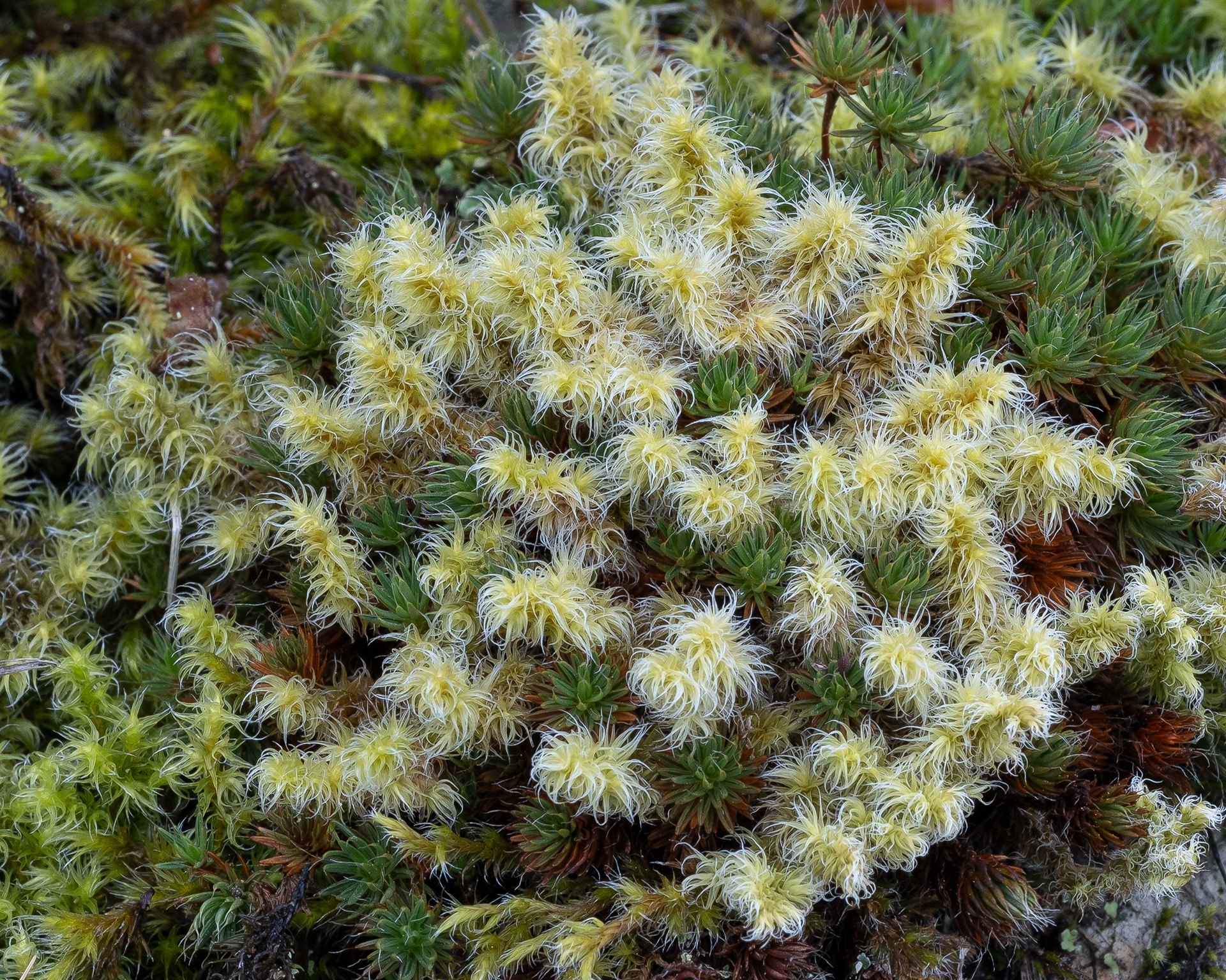 Elongate Rock Moss (Racomitrium elongatum), Kjargaard Road
