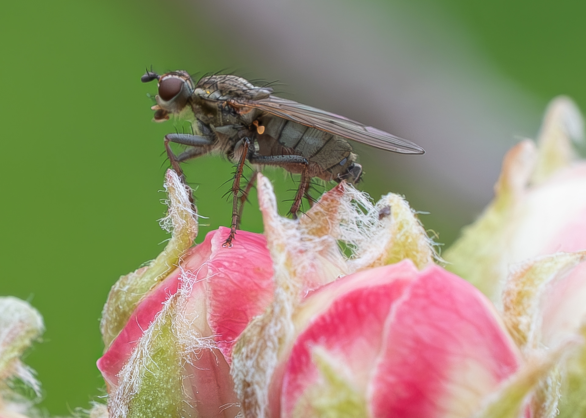 Common Tiger Fly (Coenosia tigrina) on pear bud, Kjargaard Road