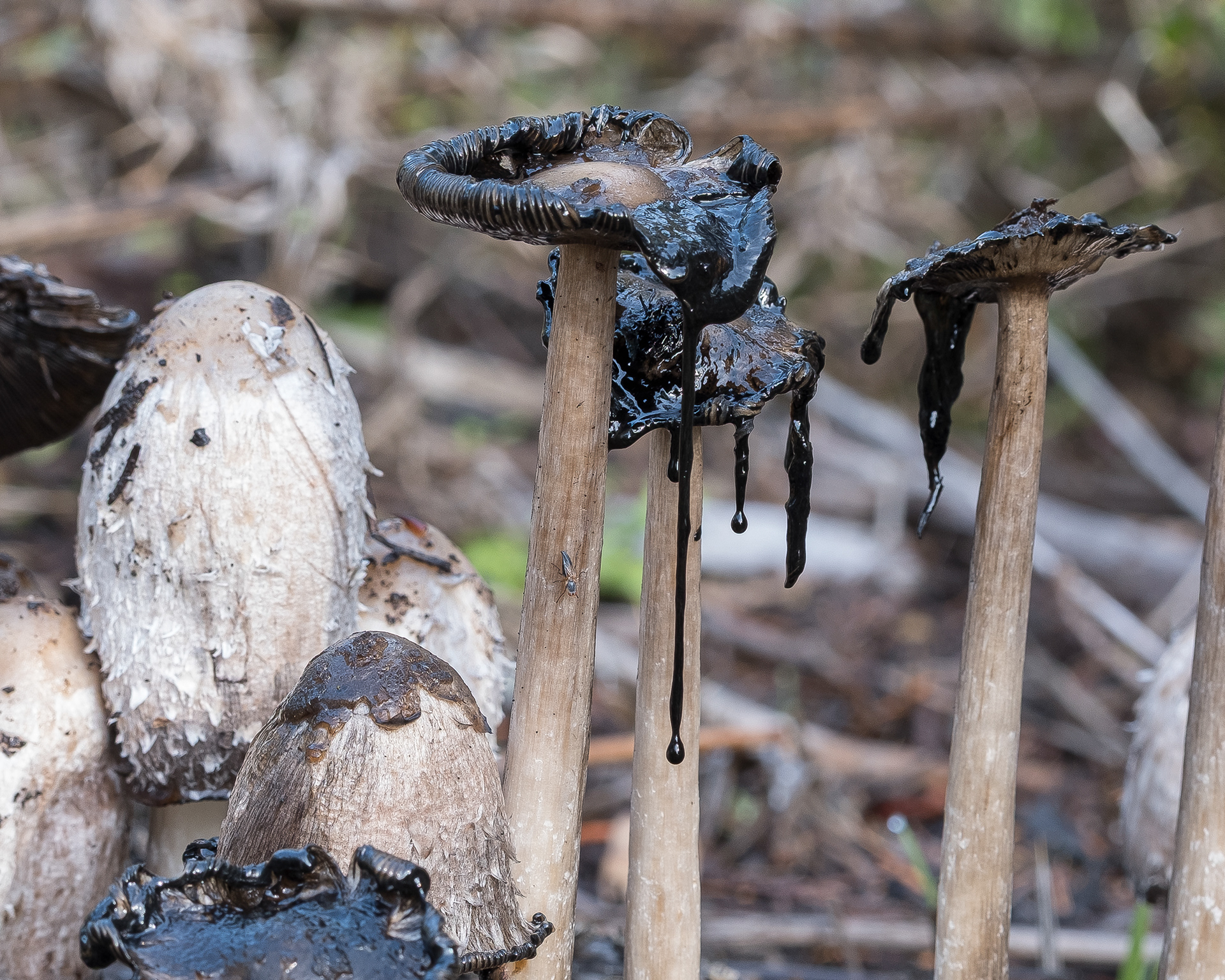 Shaggy Mane (Coprinus comatus), Richardson Road
