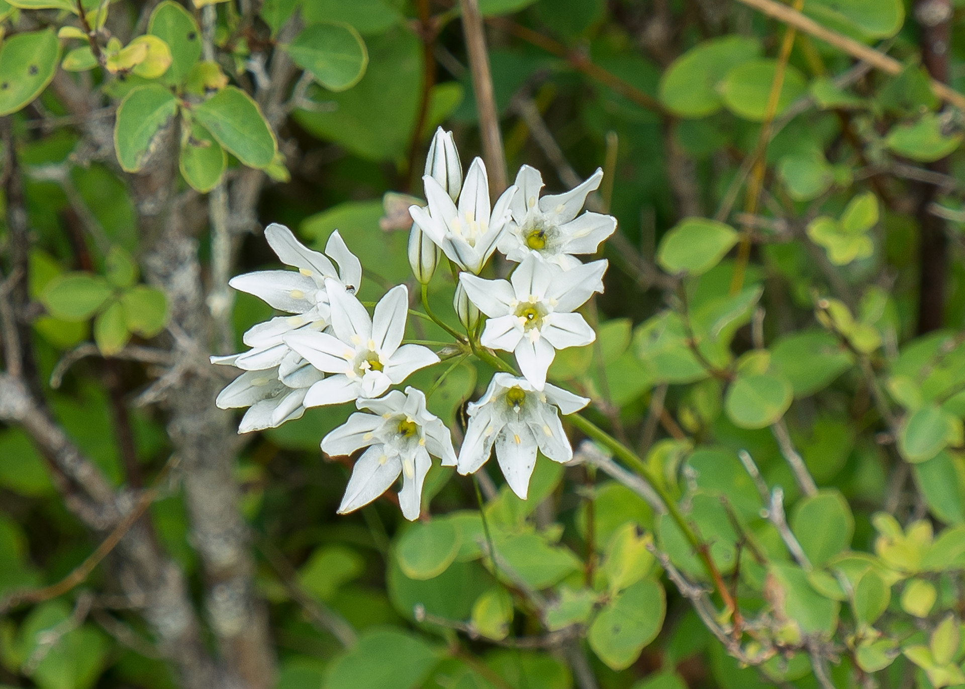 Hyacinth Brodiaea (Brodiaea hyacinthina), Iceberg Point