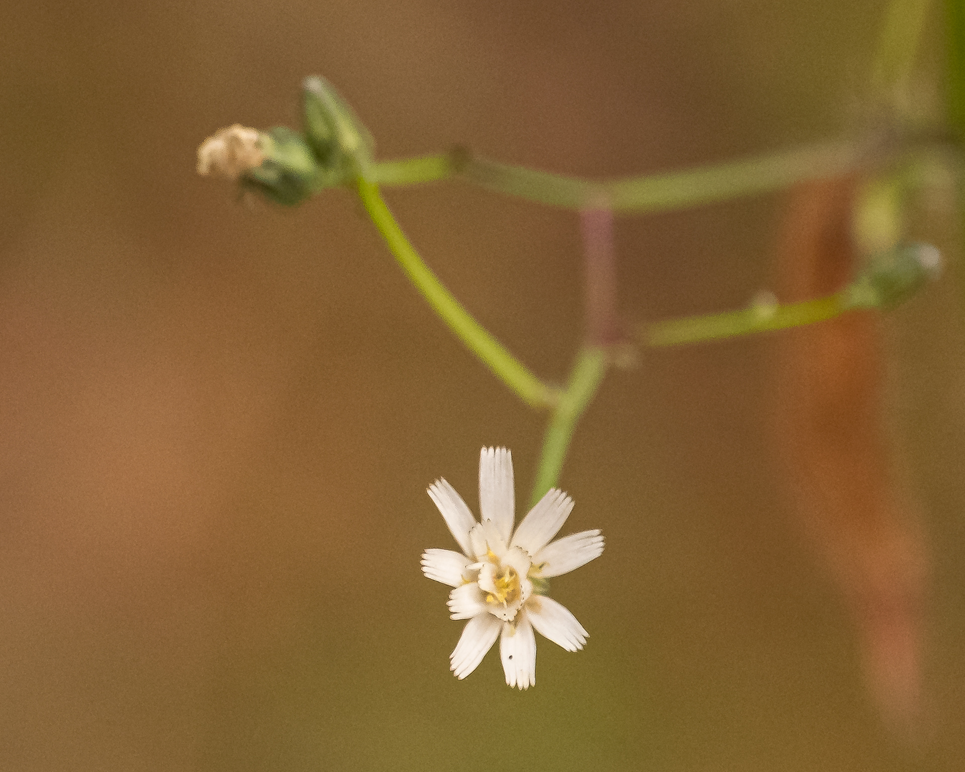 White-flowered hawkweed (Hieracium albiflorum), Point Colville