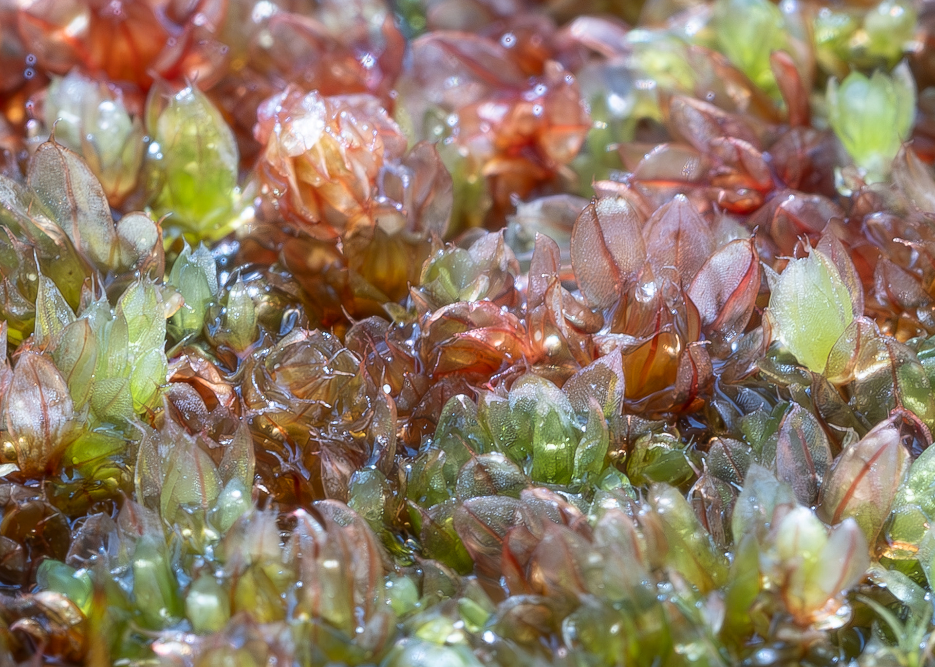Glossy Red Bryum Moss (Imbribryum miniatum), Kjargaard Road