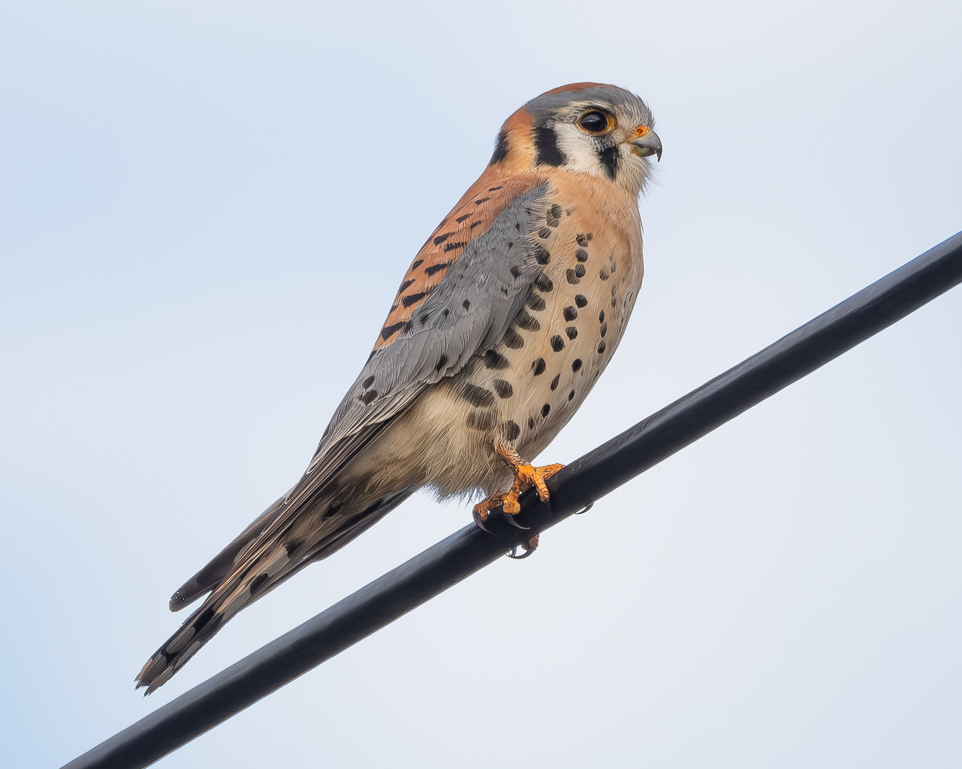 American Kestrel, Richardson Valley