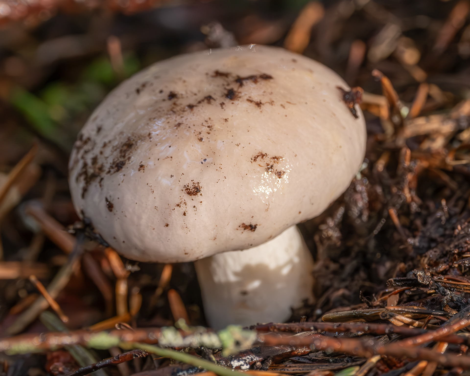 Almond Woodwax (Hygrophorus agathosmus), Point Colville
