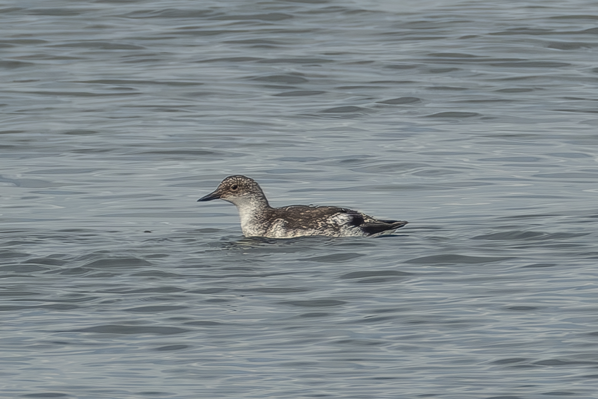 Marbled Murrelet, Iceberg Point