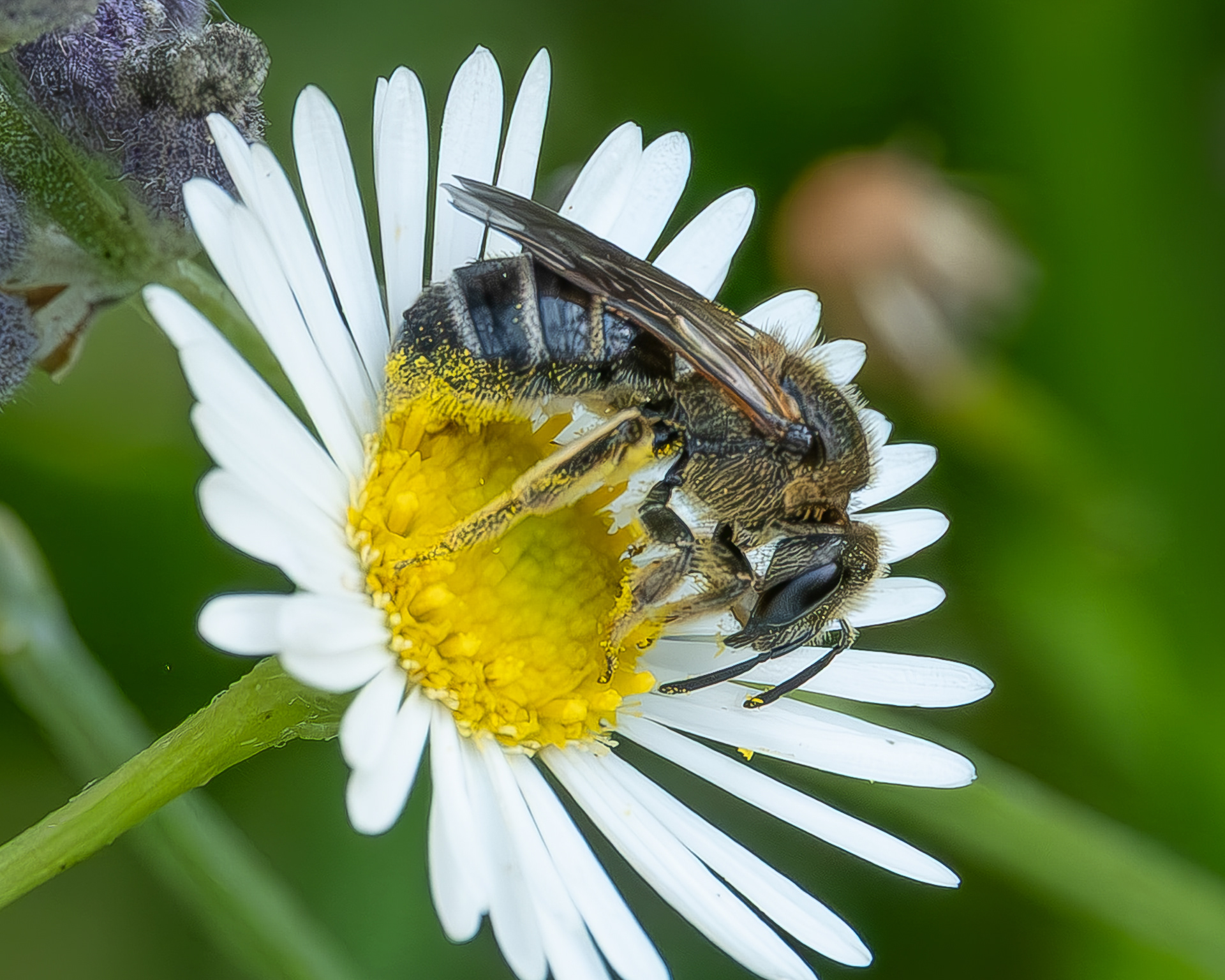 Orange-legged Furrow Bee (Halictus rubicundus), Kjargaard Road