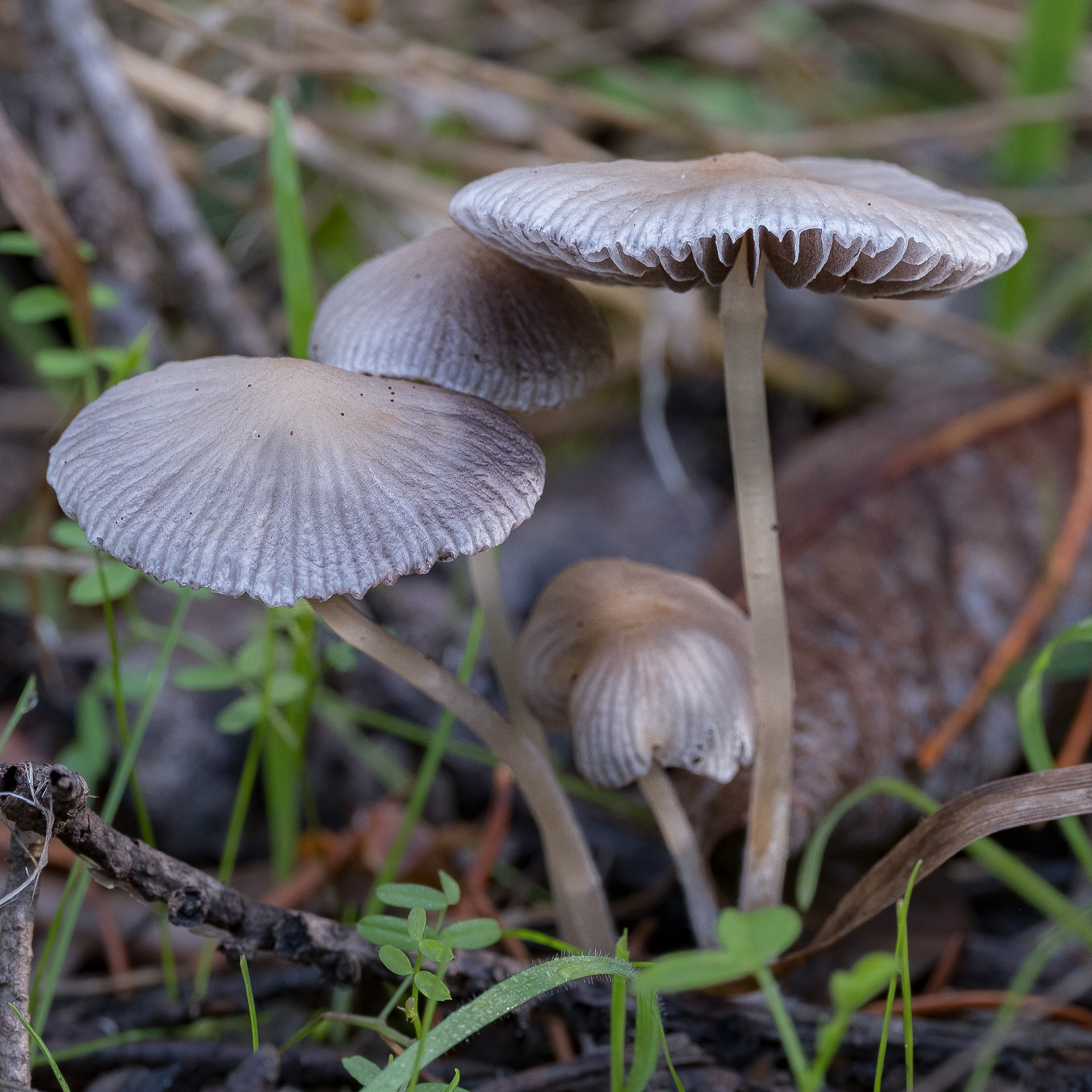 Ephemerocybe impatiens, Richardson Road