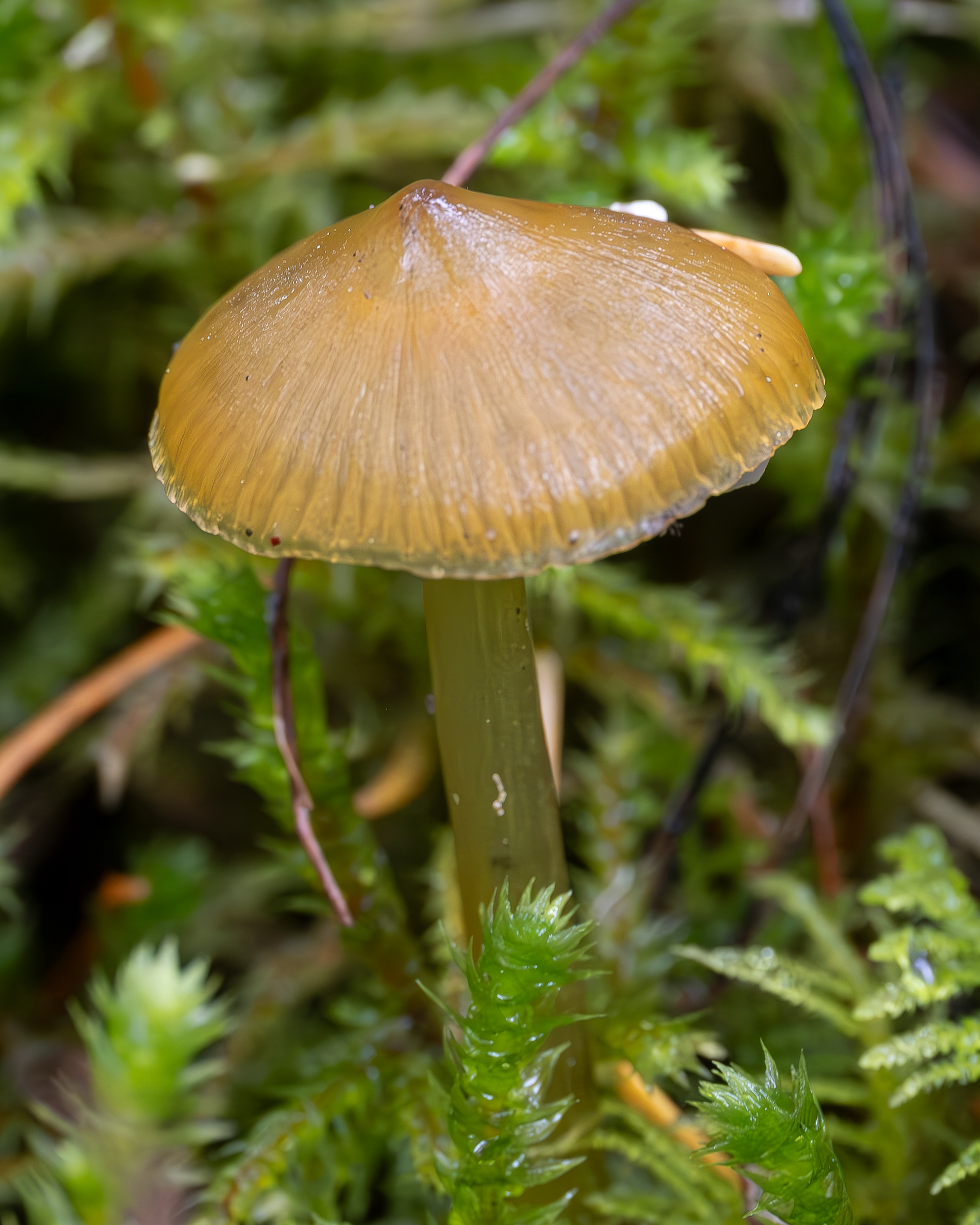 Golden waxcap (Hygrocybe chlorophana), Chadwick Hill