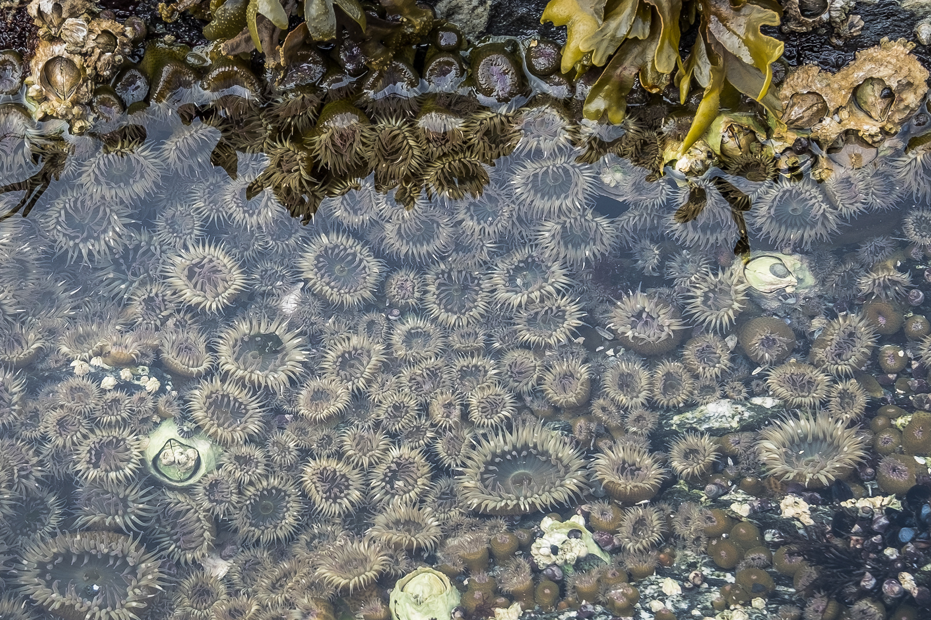 Aggregating anenomes, Point Colville
