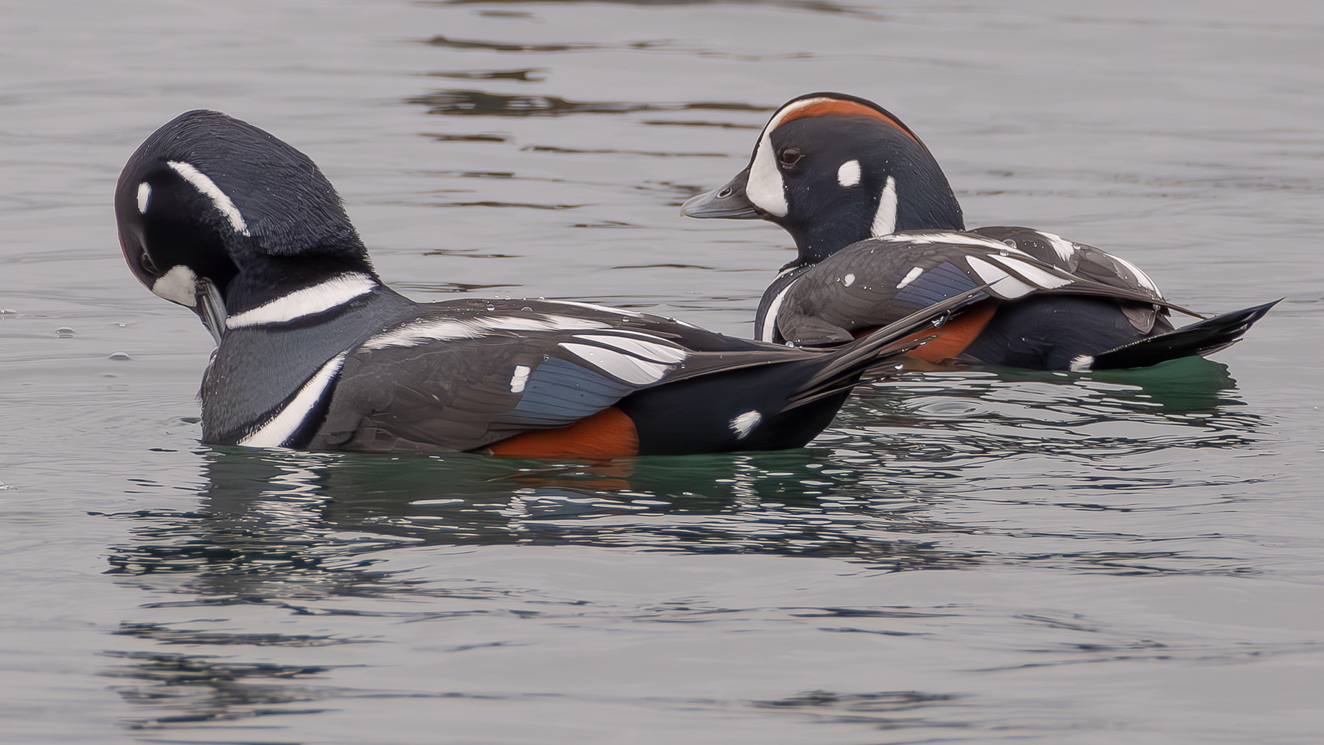 Harlequin Ducks, Fisherman Bay Spit