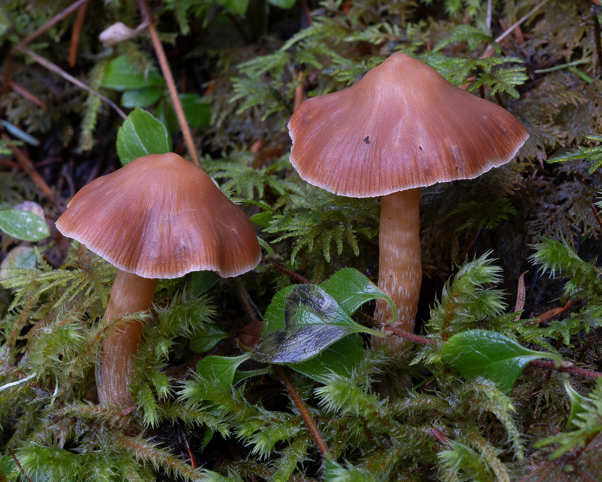 Blunt webcap (Cortinarius obtusus), Watmough