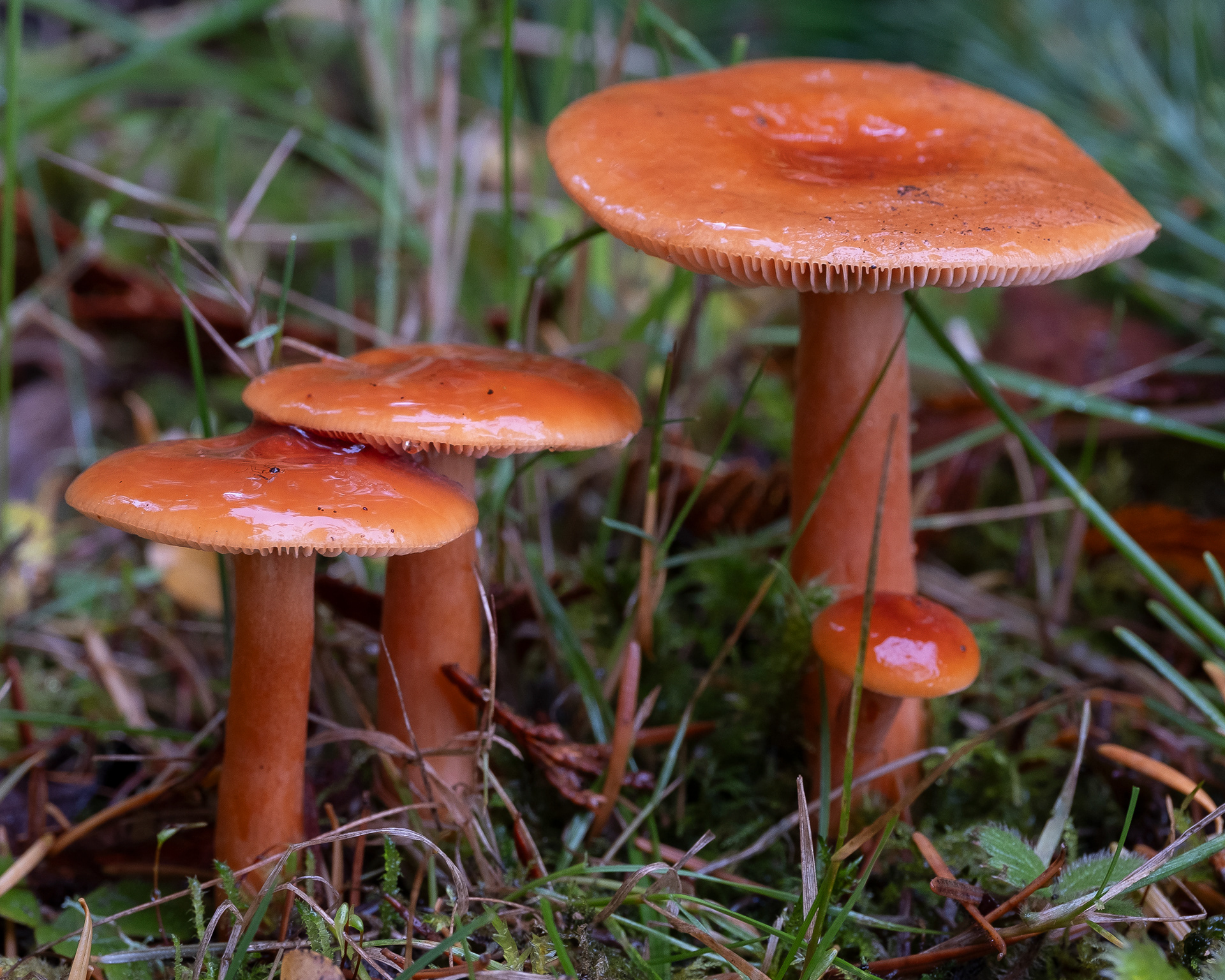 Orange milkcap (Lactarius aurantiacus) , Hummel Lake