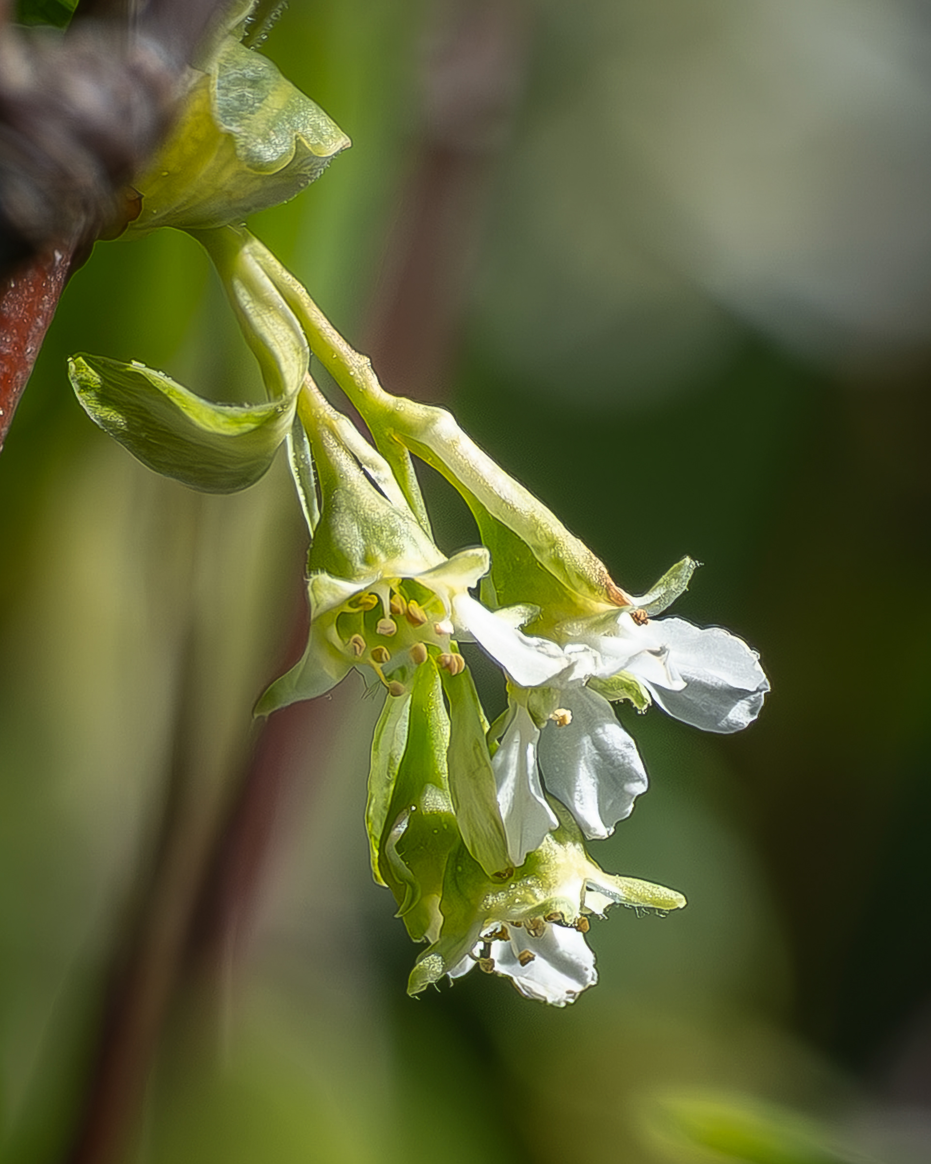 Indian Plum (Oemleria cerasiformis), Iceberg Poin