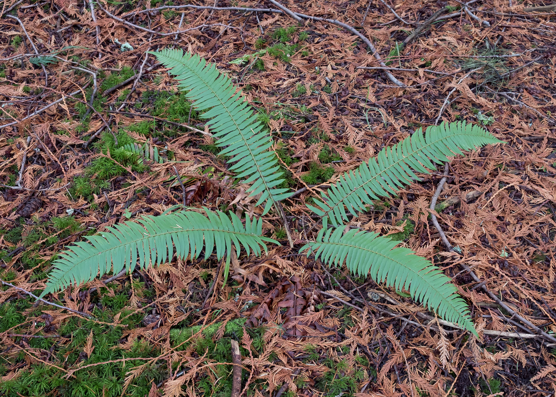 Western Sword fern