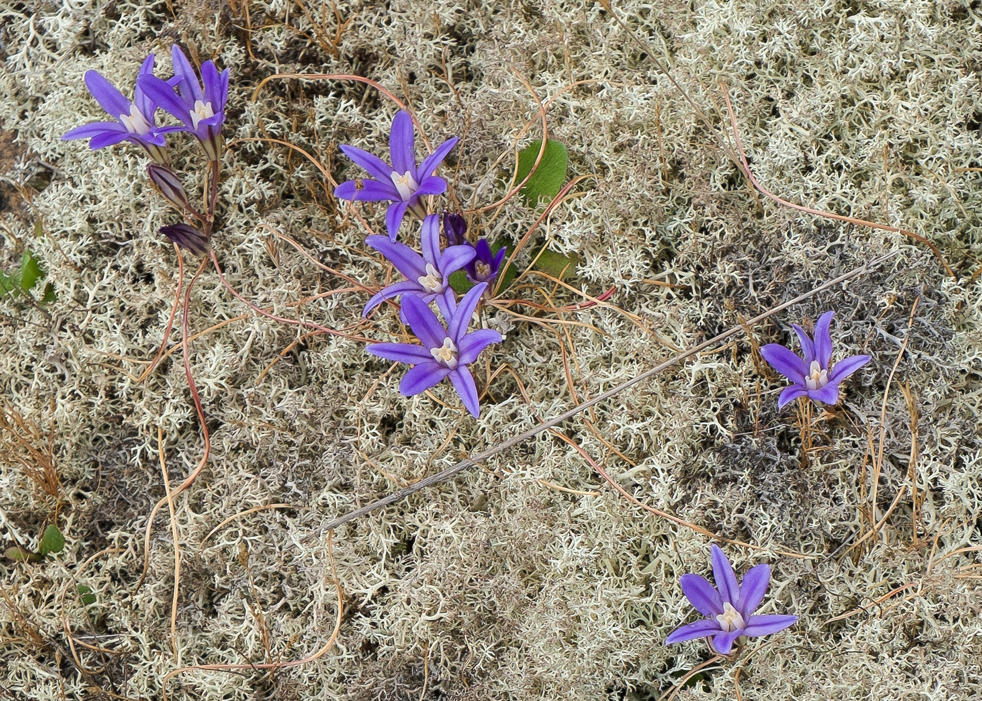 Harvest Brodiaea (Brodiaea coronaria) Iceberg Point