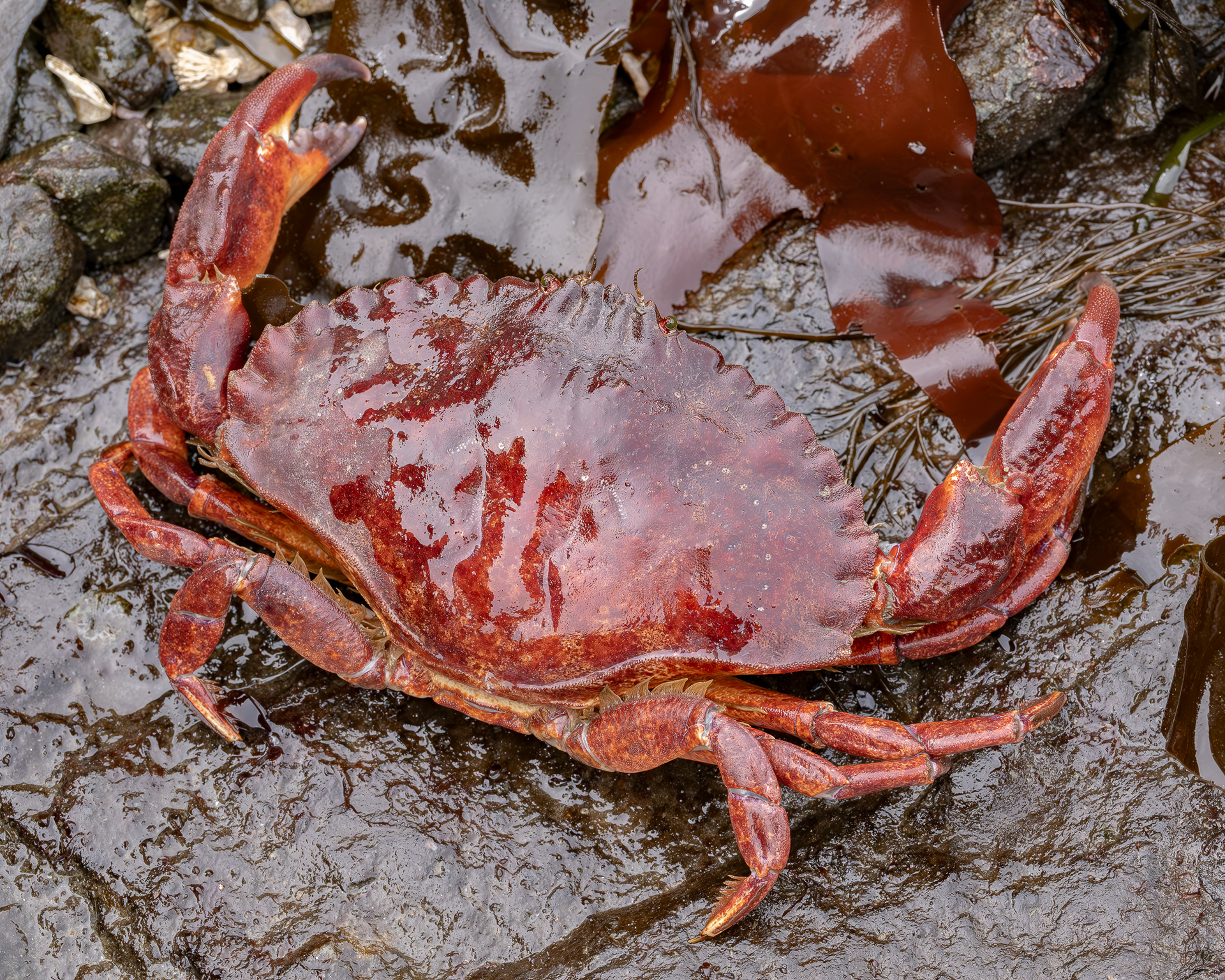 Red Rock Crab, Davis Head