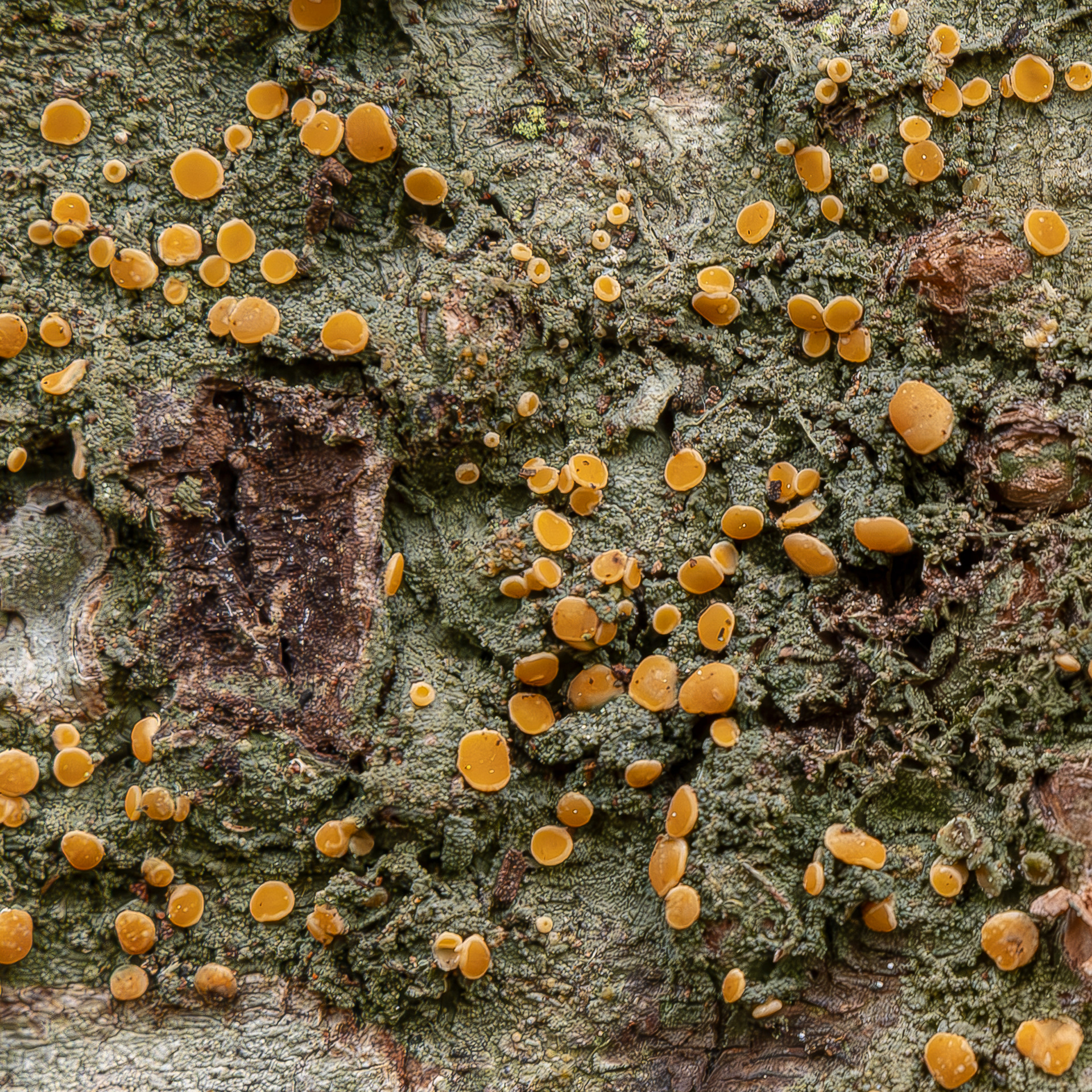 Dotted lichen (Bacidia rubella), Shark Reef