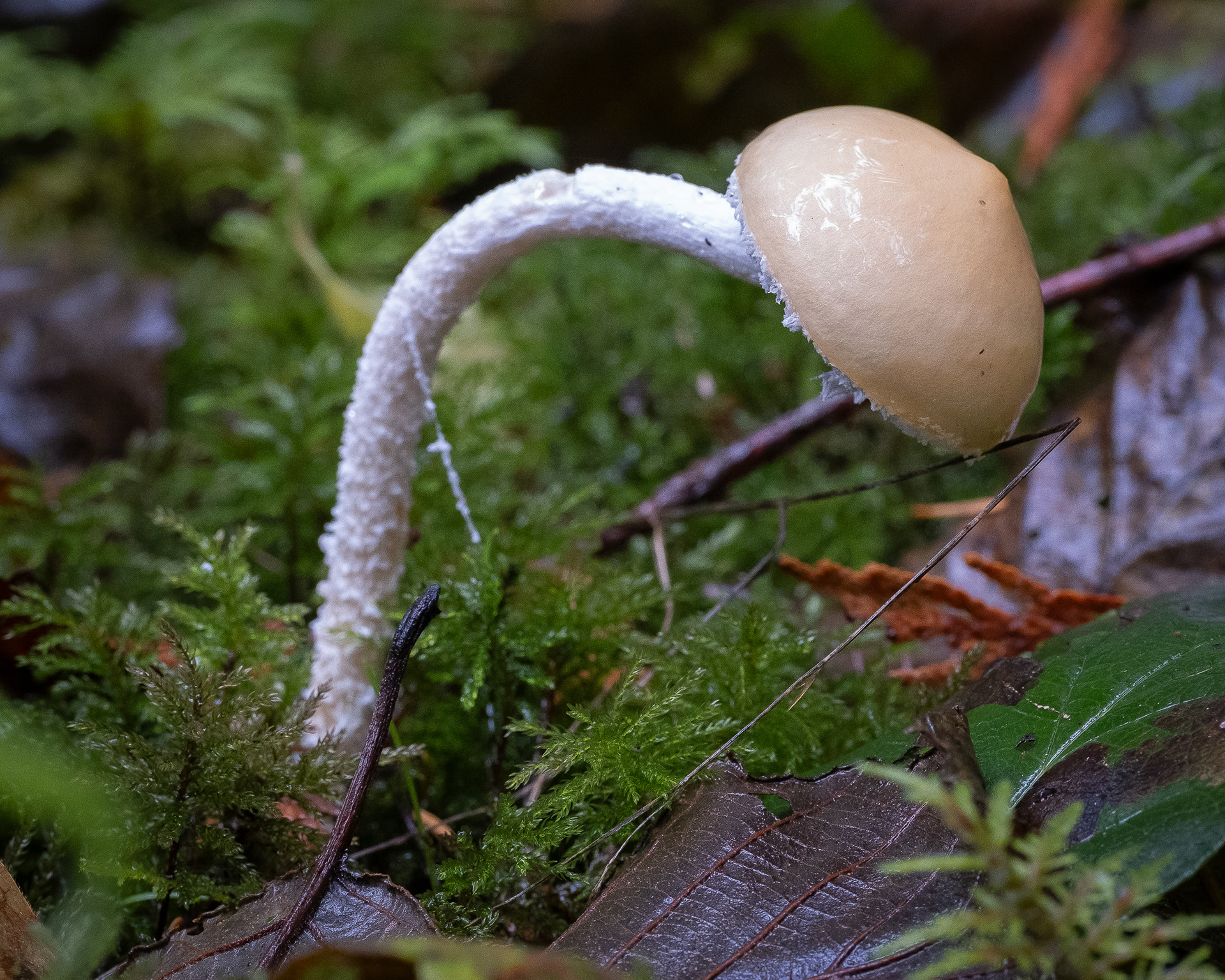 Questionable stropharia (Stropharia ambigua)  , Hummel Lake