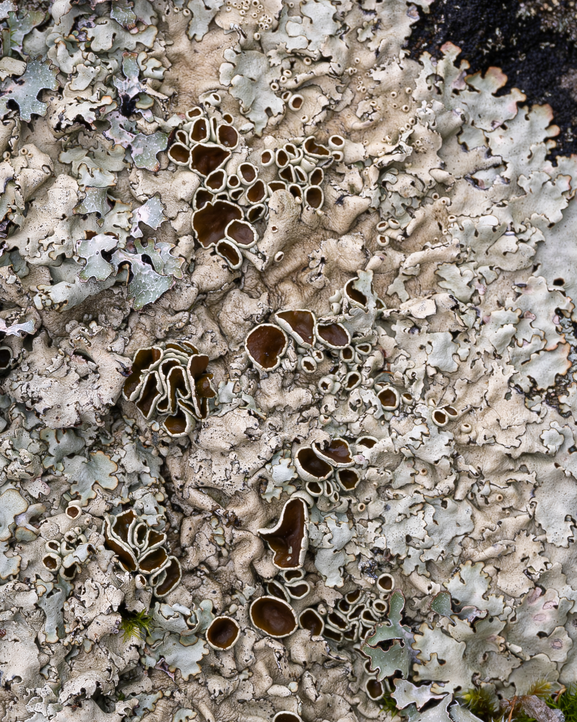 Cumberland rock shield (Xanthoparmelia cumberlandia), Kjargaard Road