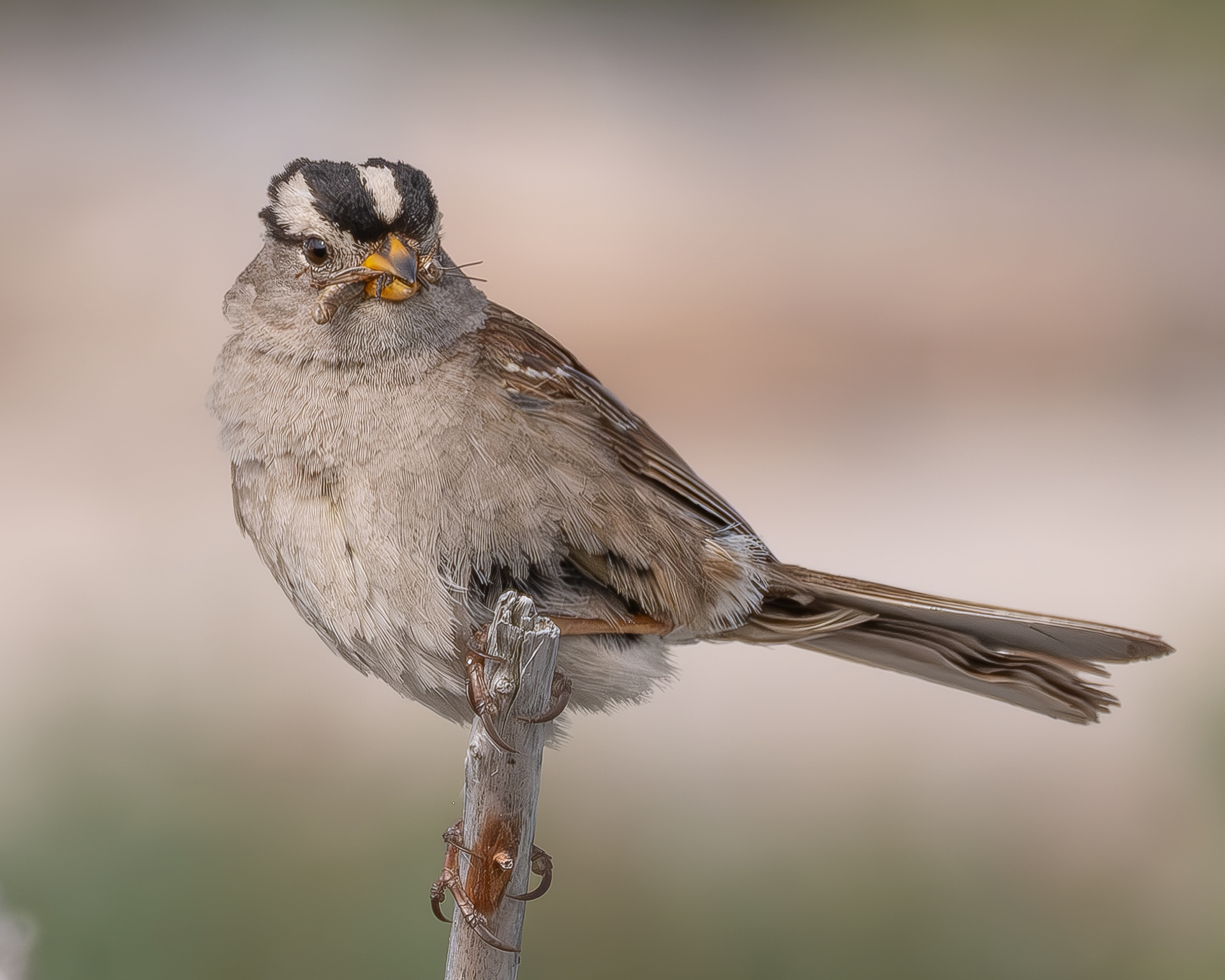 White-crowned Sparrow, Spencer Spit
