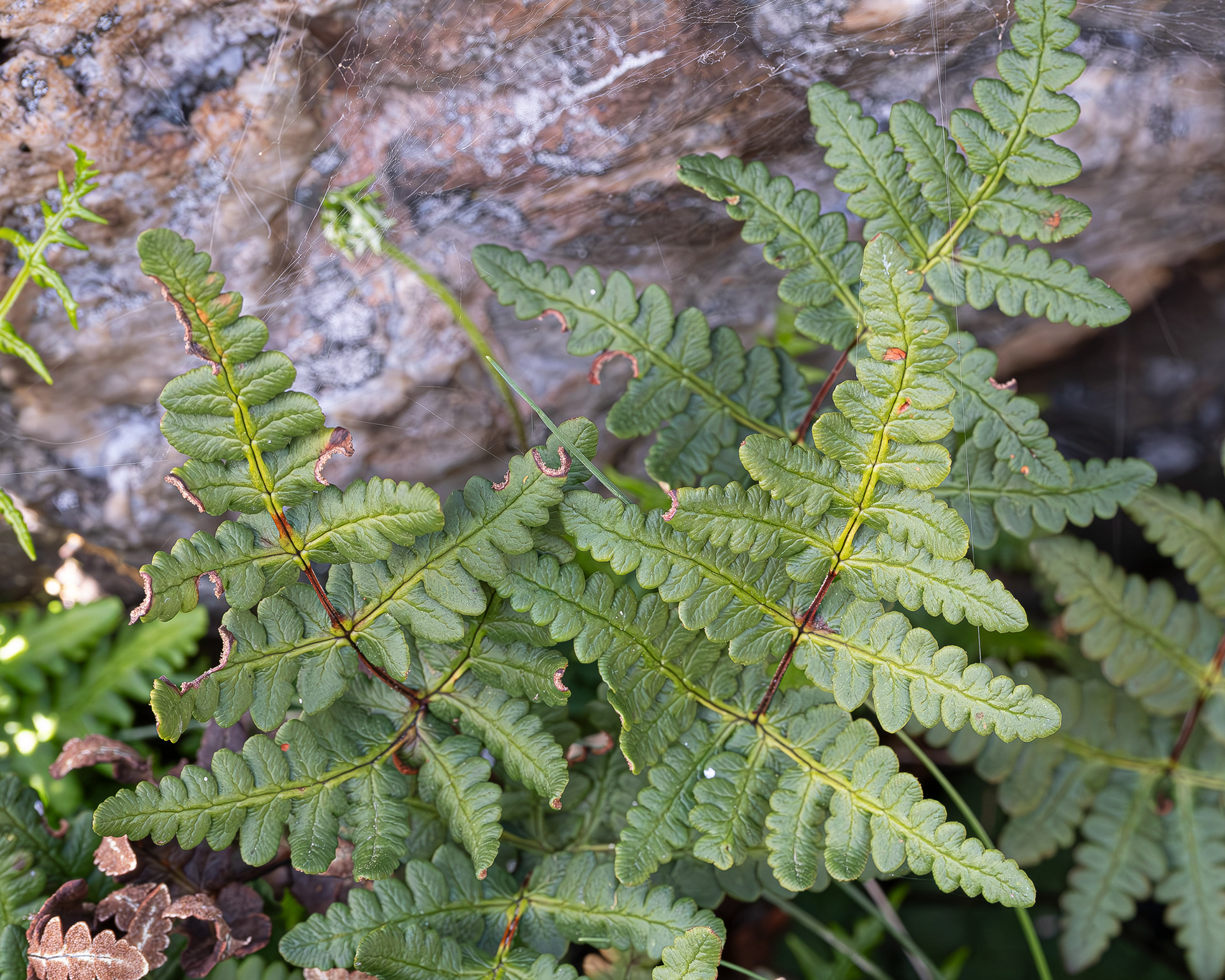 Goldback Fern, Richardson