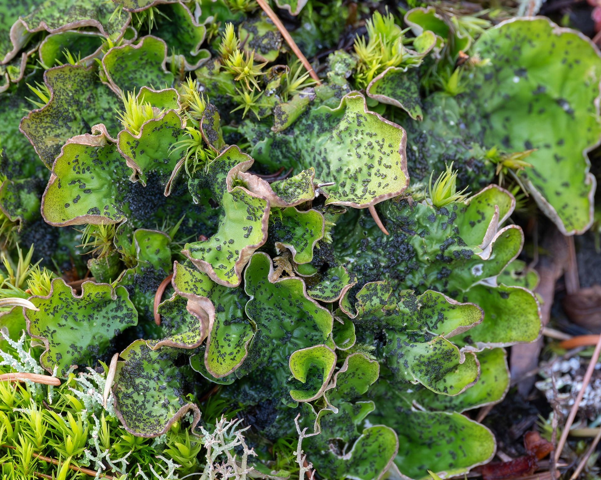 Common Freckle pelt, (Peltigera aphthosa), Richardson