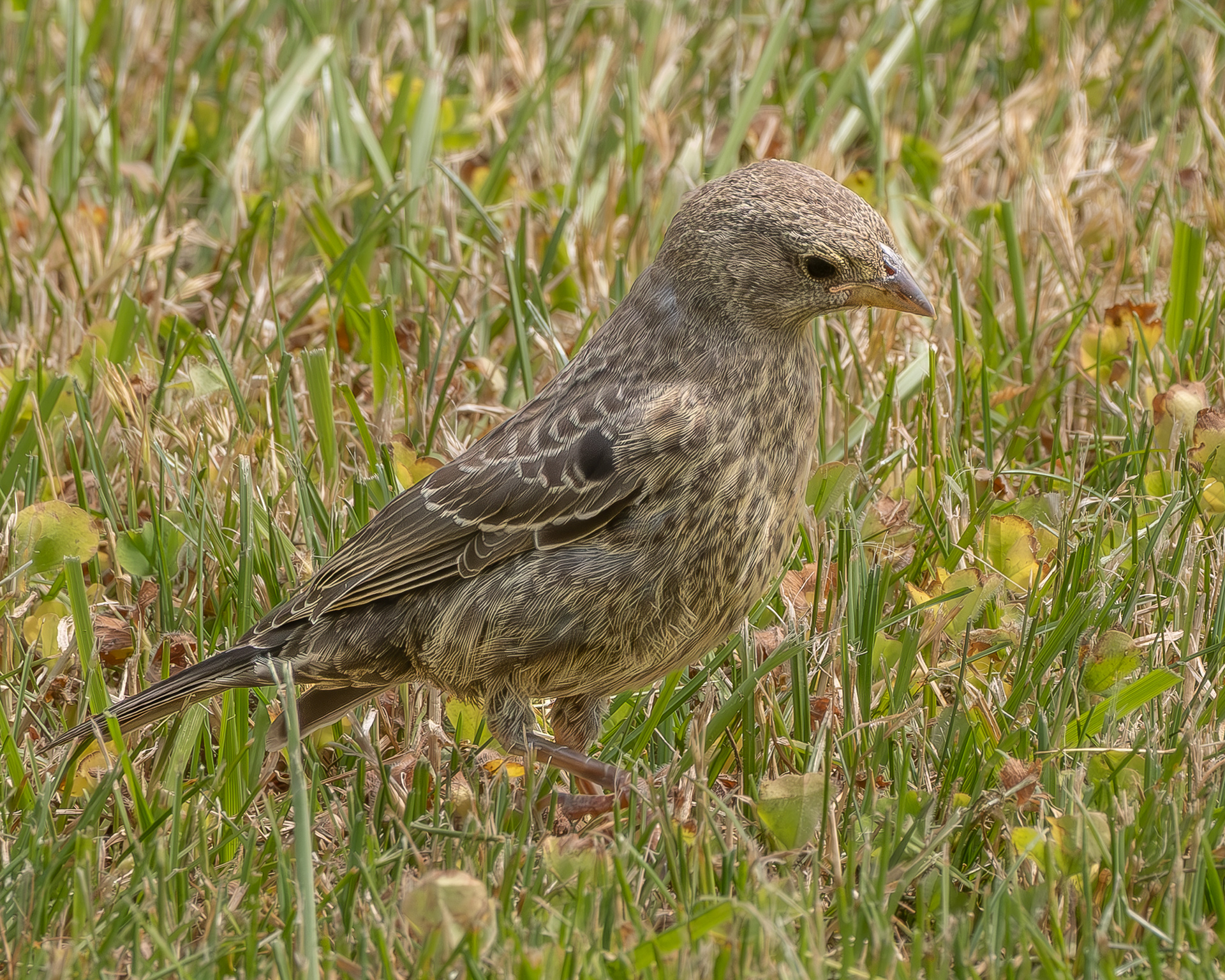 Brown-headed Cowbird (f), Kjargaard Road
