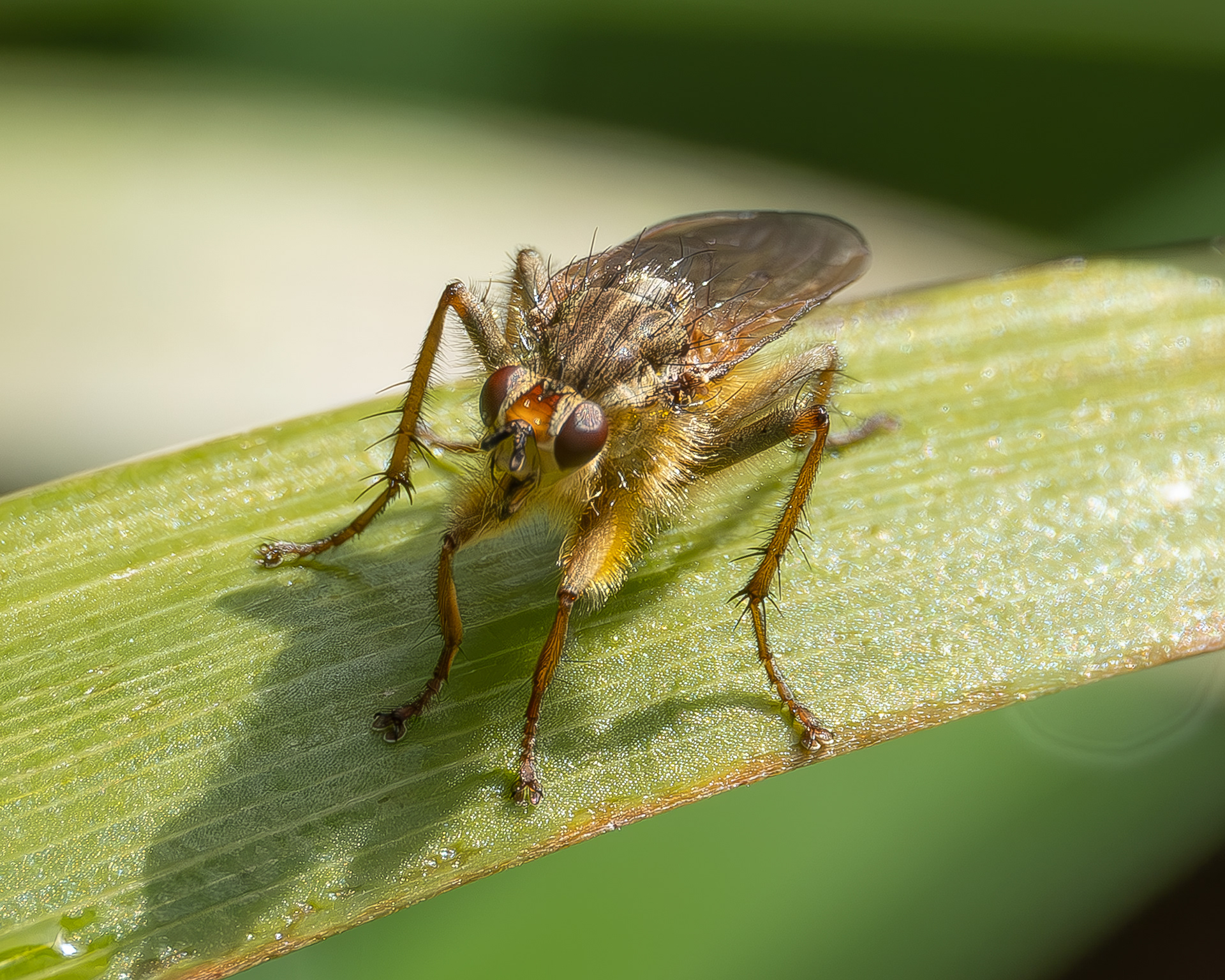 Golden Dung Fly (Scathophaga stercoraria), Kjargaard Road