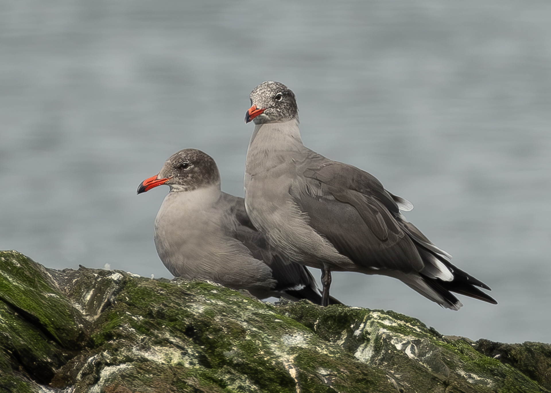 Herrmann's Gills, Iceberg Point