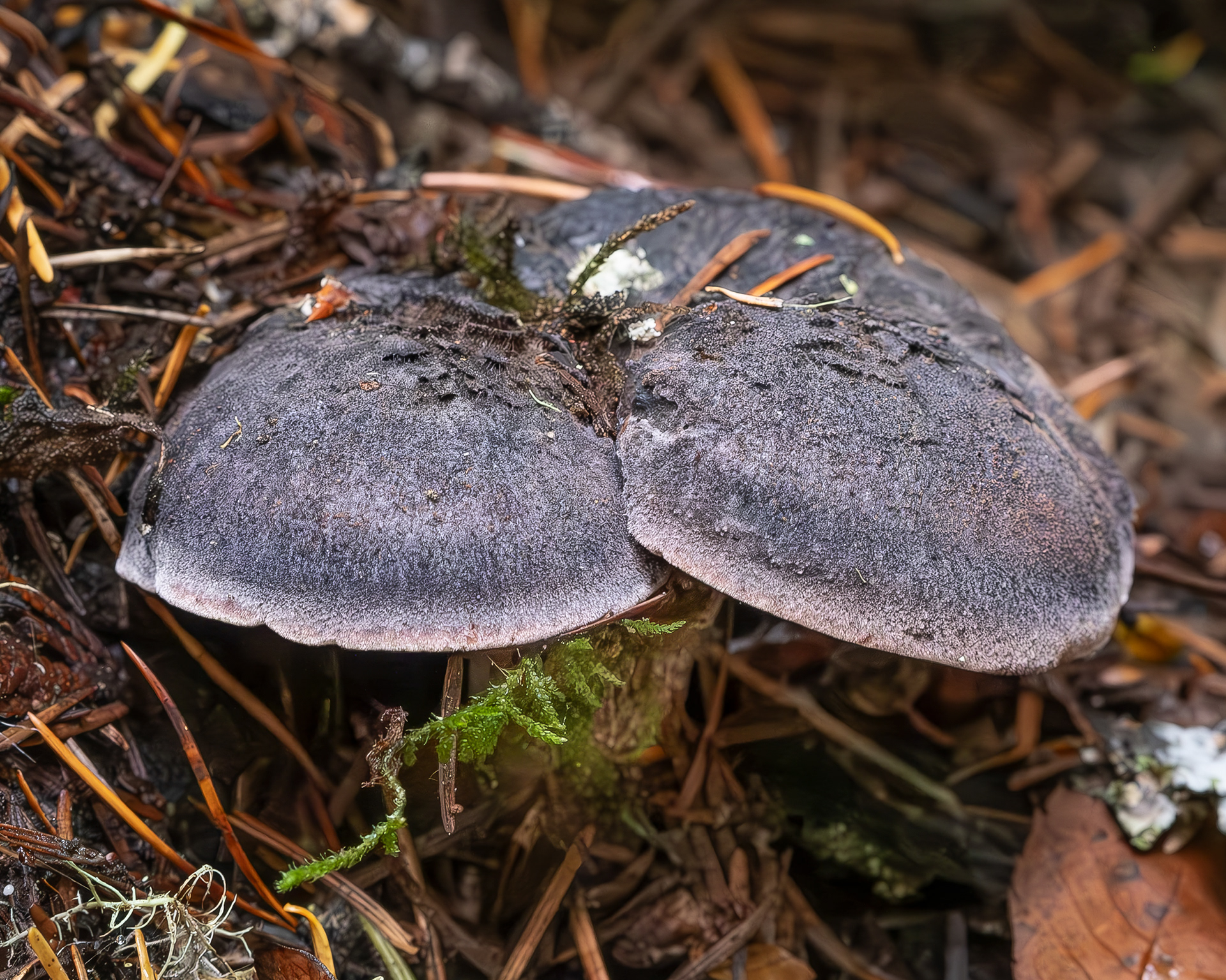 Zeller's bolete (Xerocomellus zelleri), Odlin Park