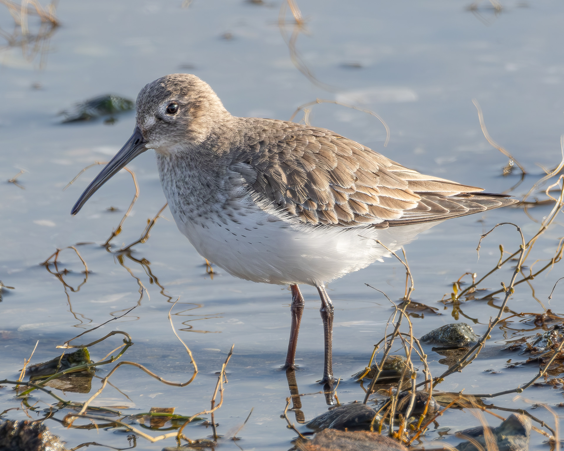Dunlin, Weeks Wetland Preserve