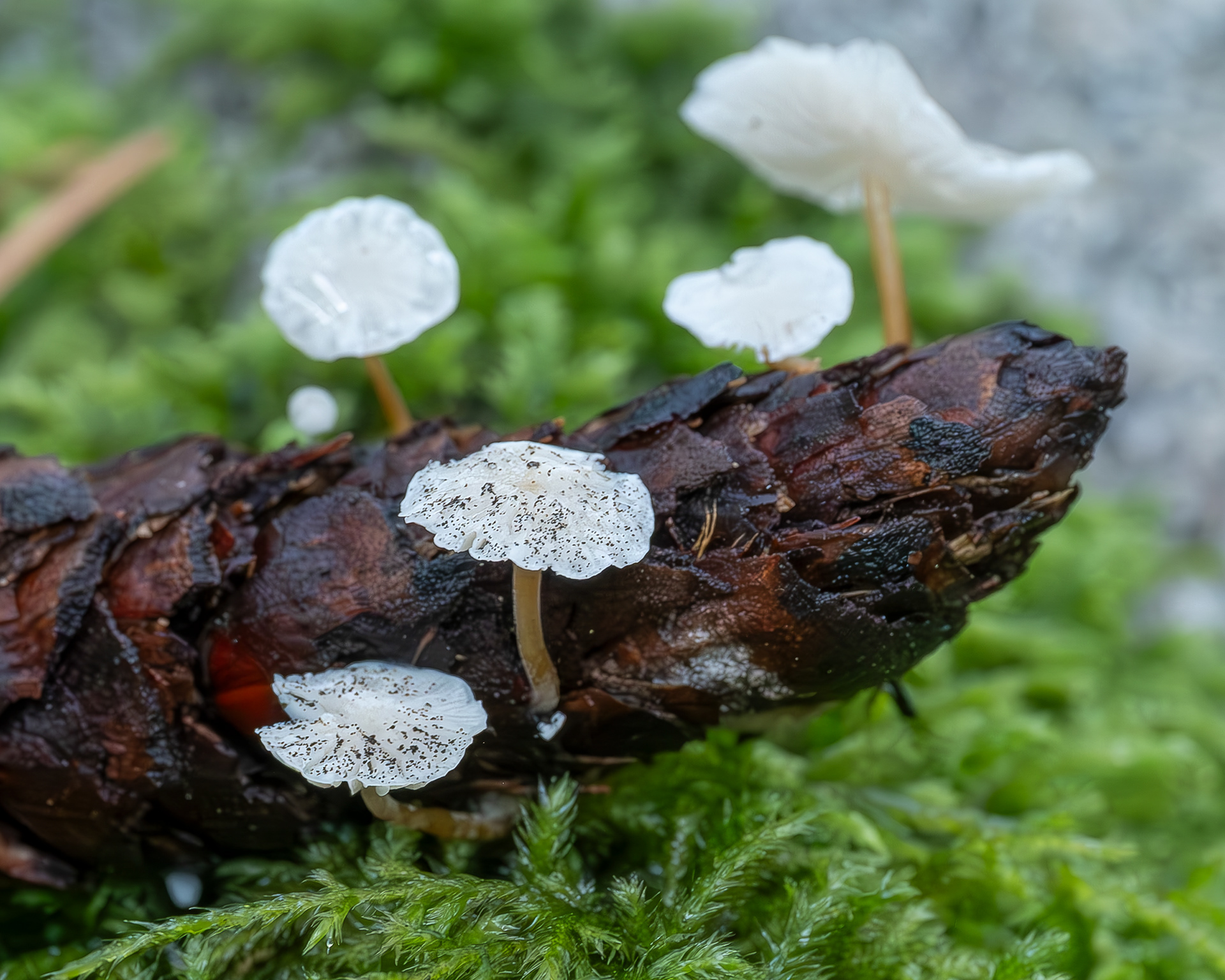 Douglas fir cone mushroom (Strobiluris trullisatus), Point Colville