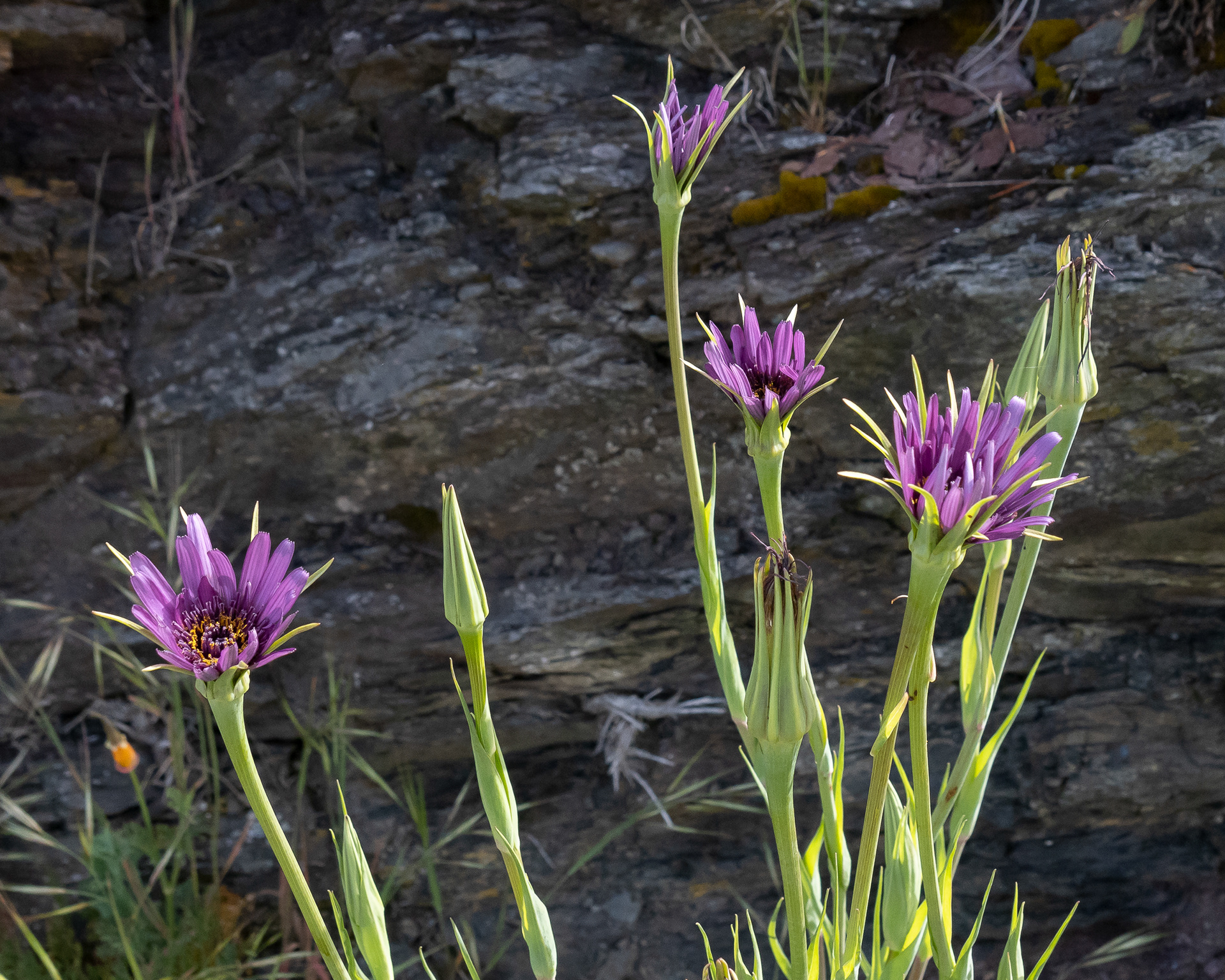 Purple salsify (Tragopogon porrifolius), Richardson